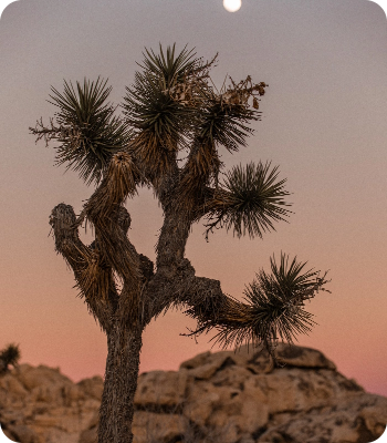 Joshua Tree