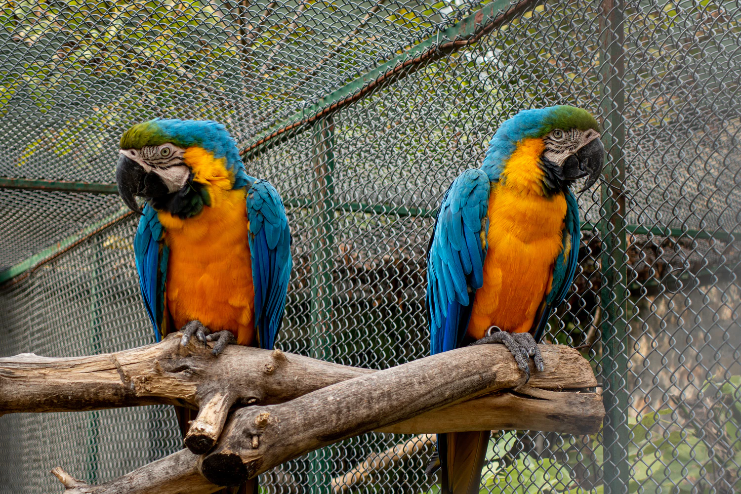 parrots.png