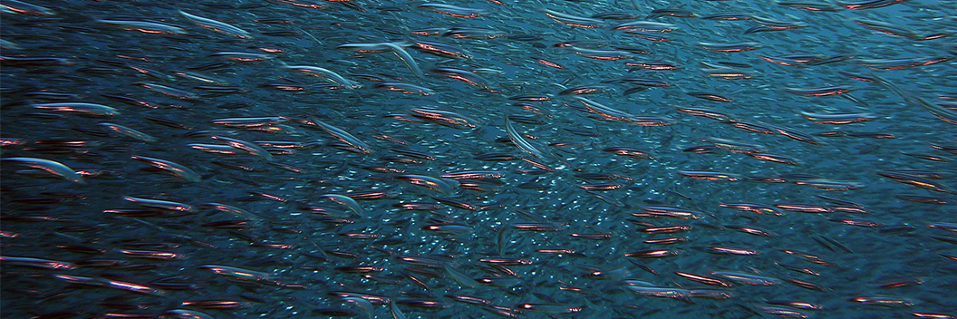 schools of fish.jpg