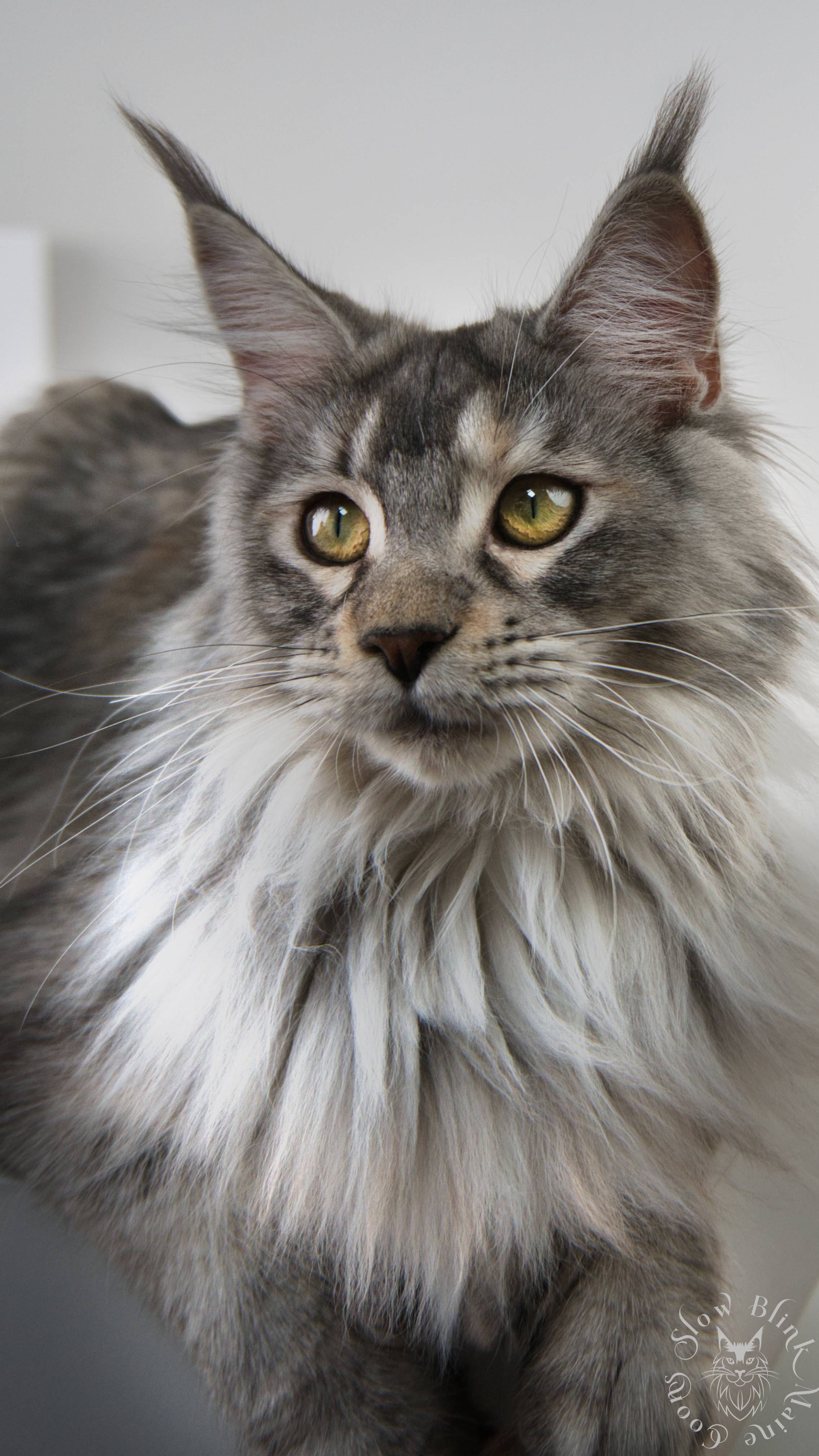 その他 Psychedelic Maine Coon Cat DAC Psychedelic Maine Coon Cat – Diamond Art Club
