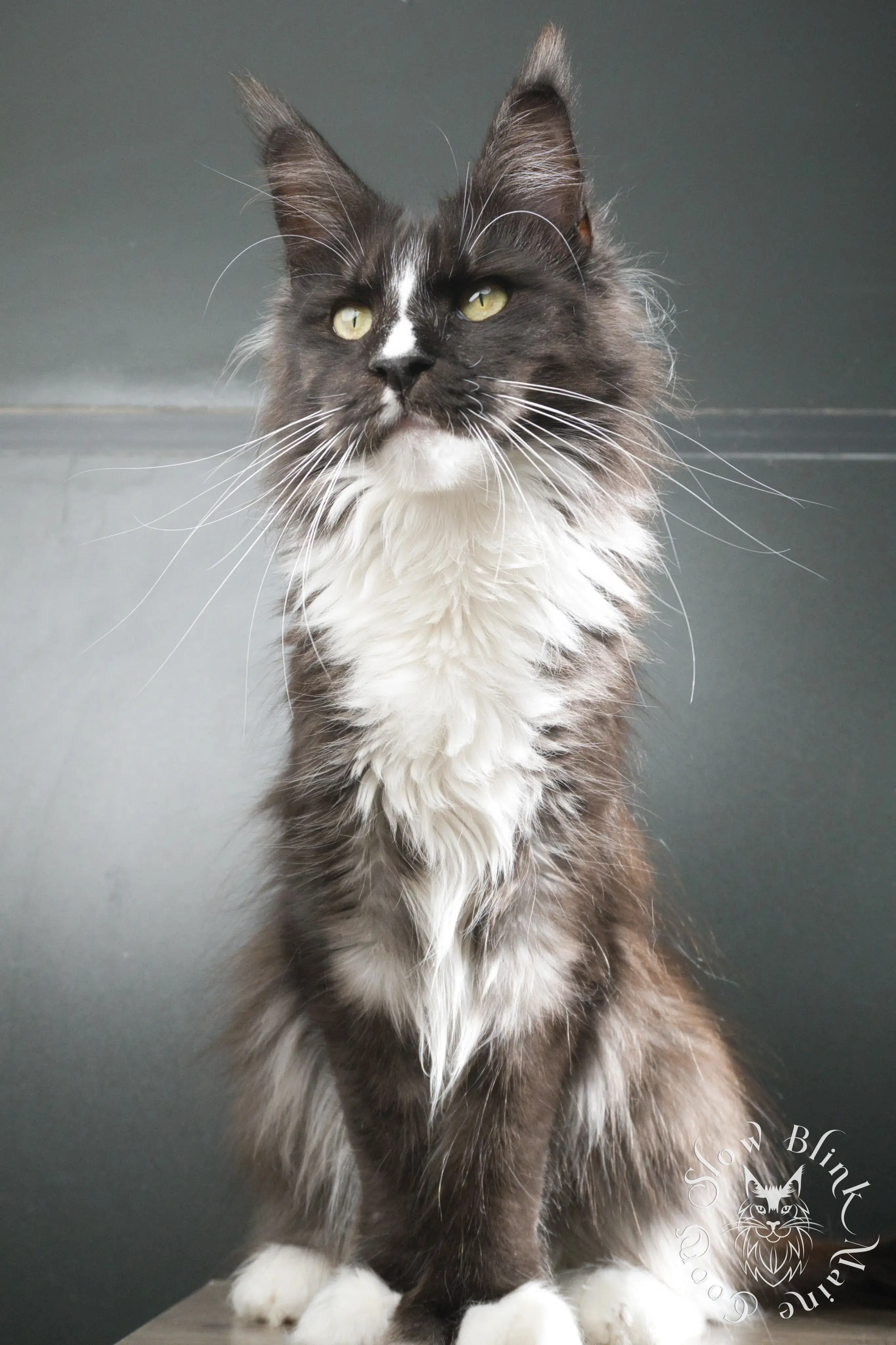 Cleopatra - Female Bicolor Black Smoke (ns 09) Polydactyl