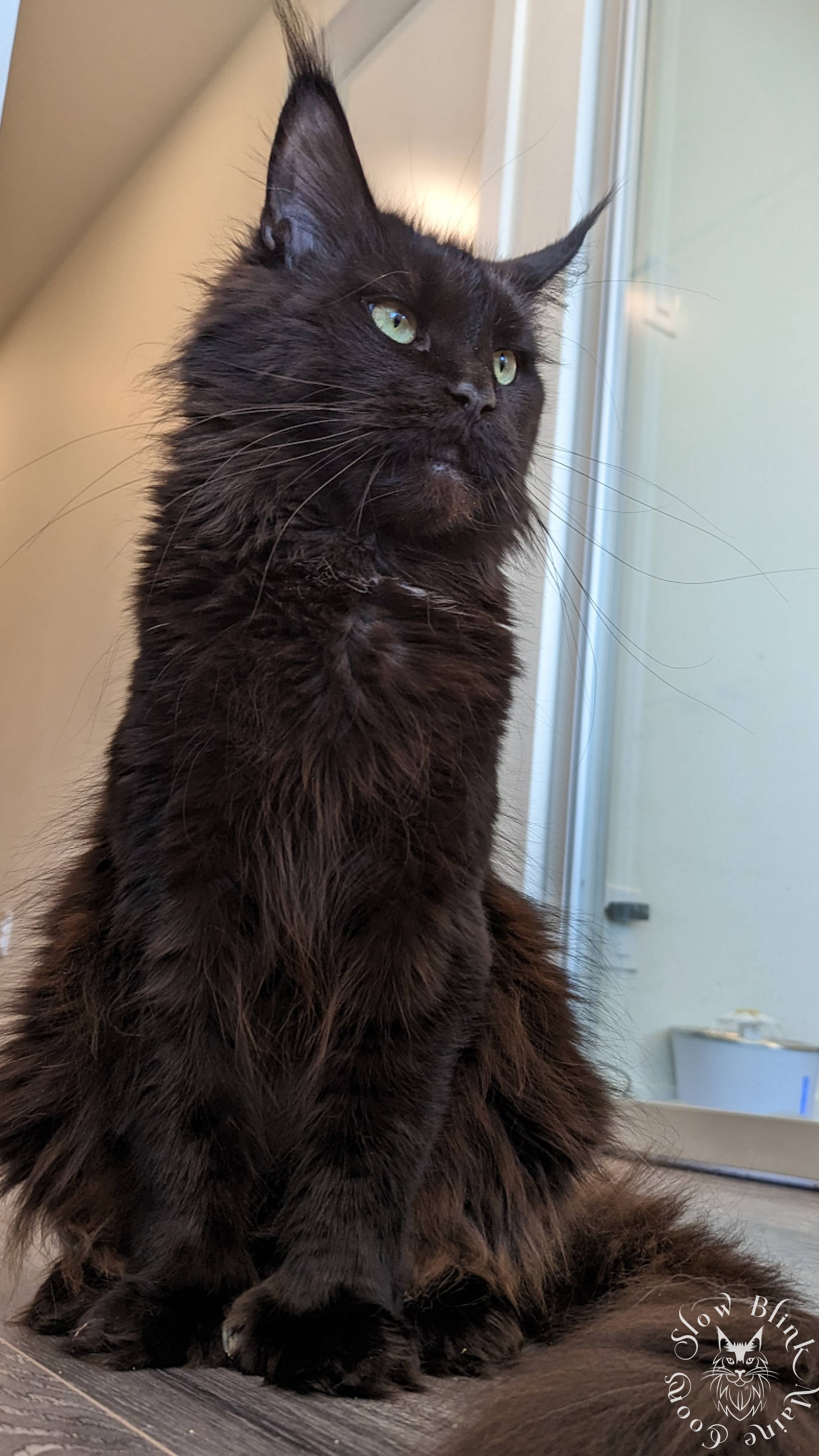 All Our Maine Coon Litters Ever | SlowBlink