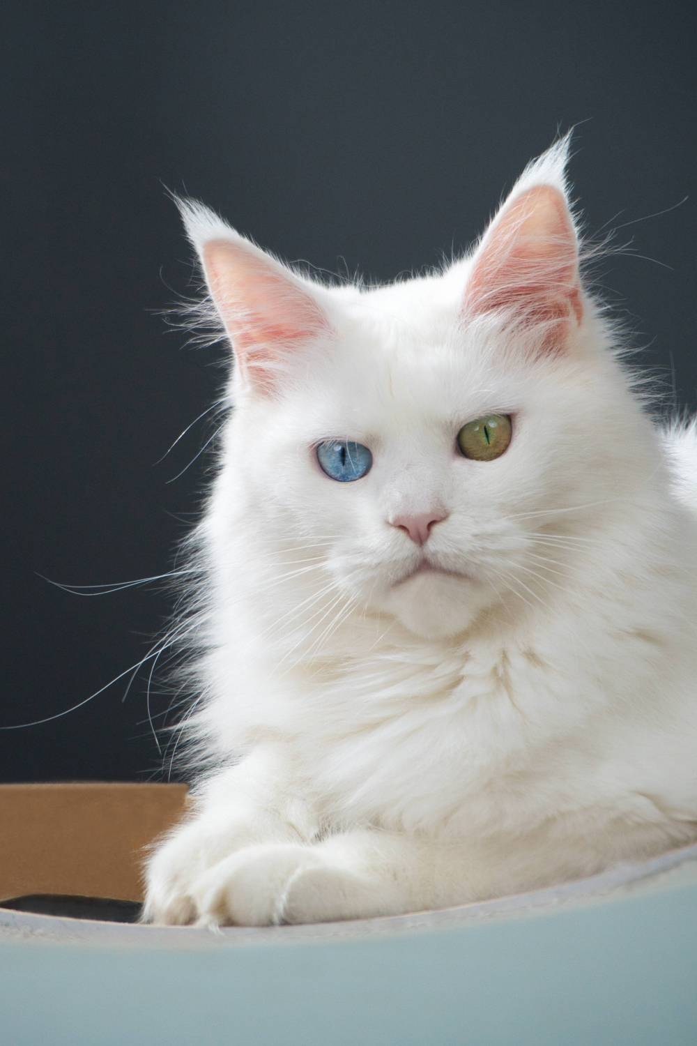 その他 Psychedelic Maine Coon Cat DAC DAC Diamond Painting Kit 