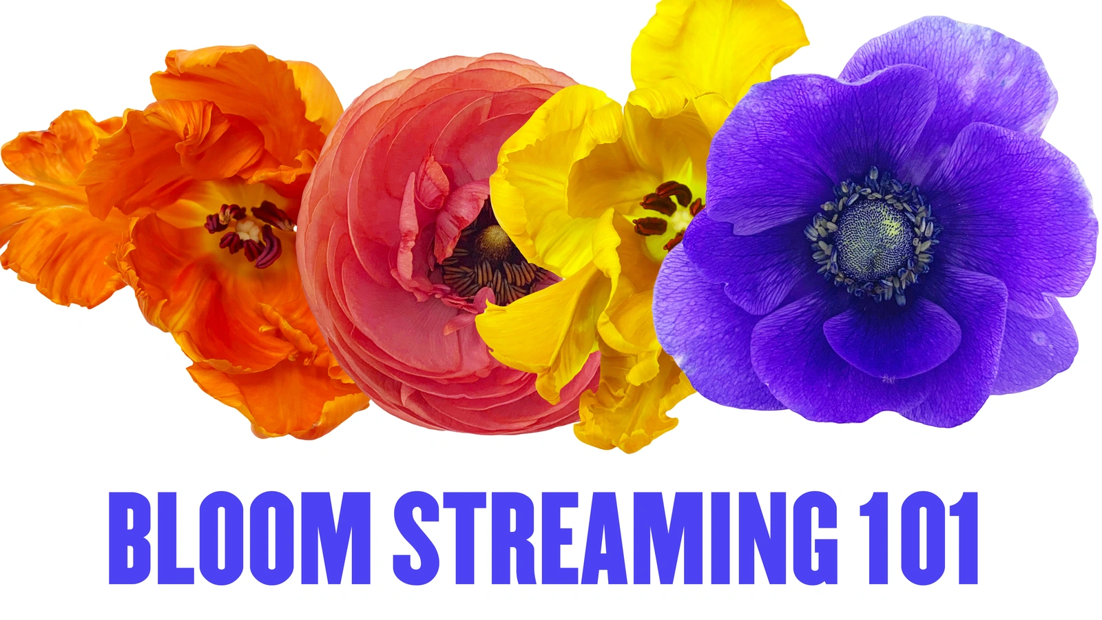 Bloom Streaming 101: Ways to Watch PICA's Upcoming Fundraising Event