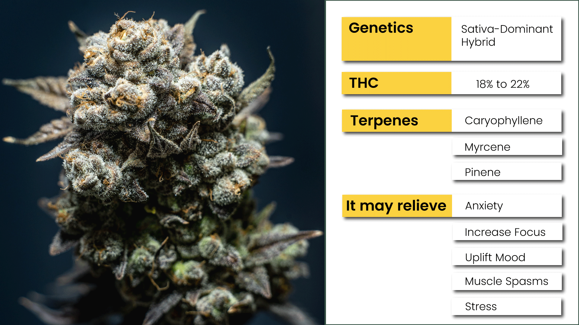 Characteristics of Blue Dream Strain.png