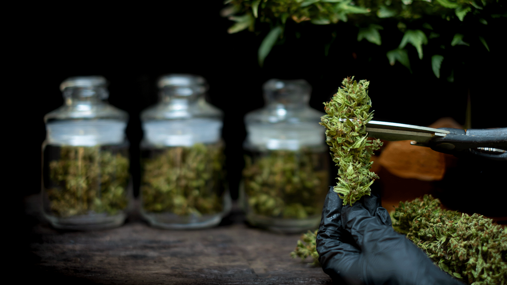 recreational-weed.png