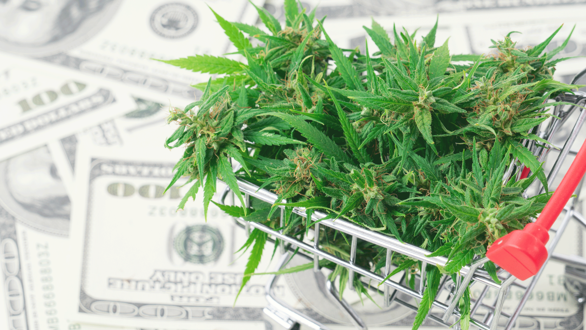 Buying-Limits-Cannabis-California.png