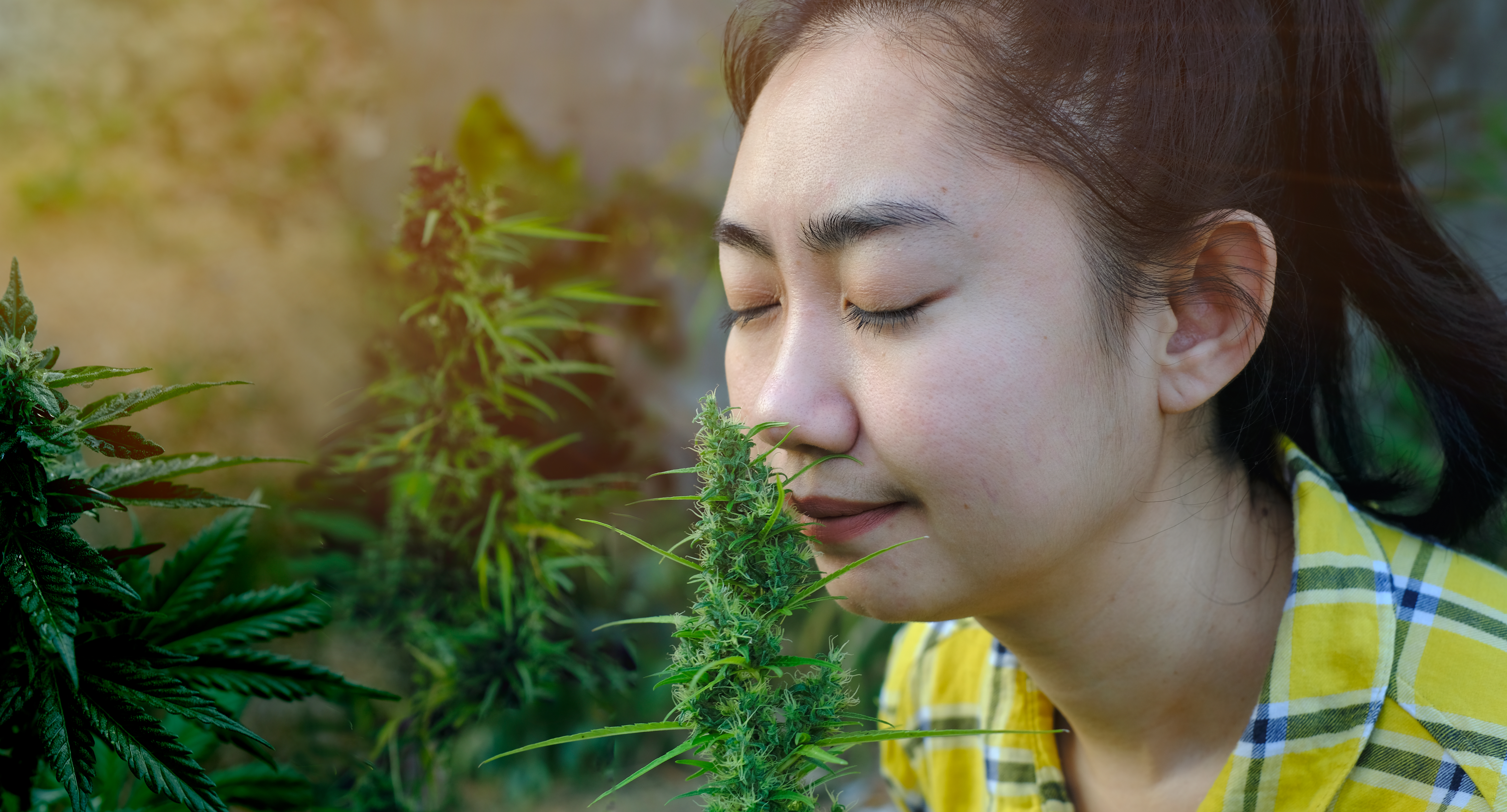 asia-woman-smelling-marijuana-flower-in-the-cannab-2025-02-10-14-32-44-utc.jpg