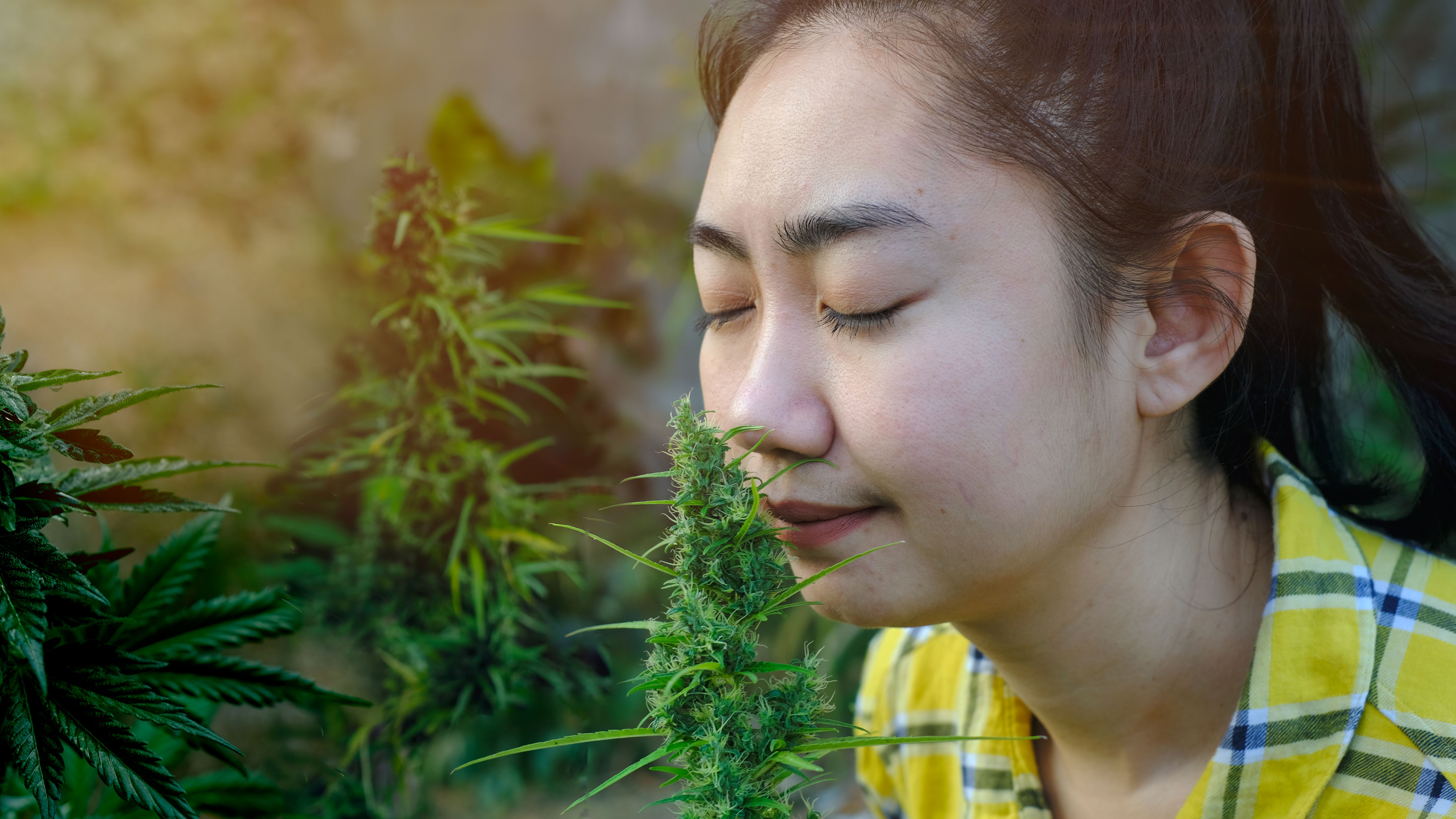 asia-woman-smelling-marijuana-flower-in-the-cannab-2025-02-10-14-32-44-utc.jpg