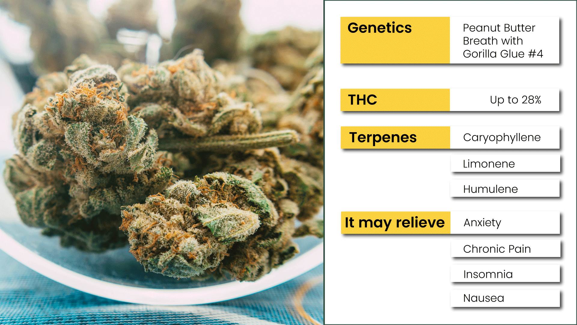 White-Truffle-Weed-Strain-Characteristics.png