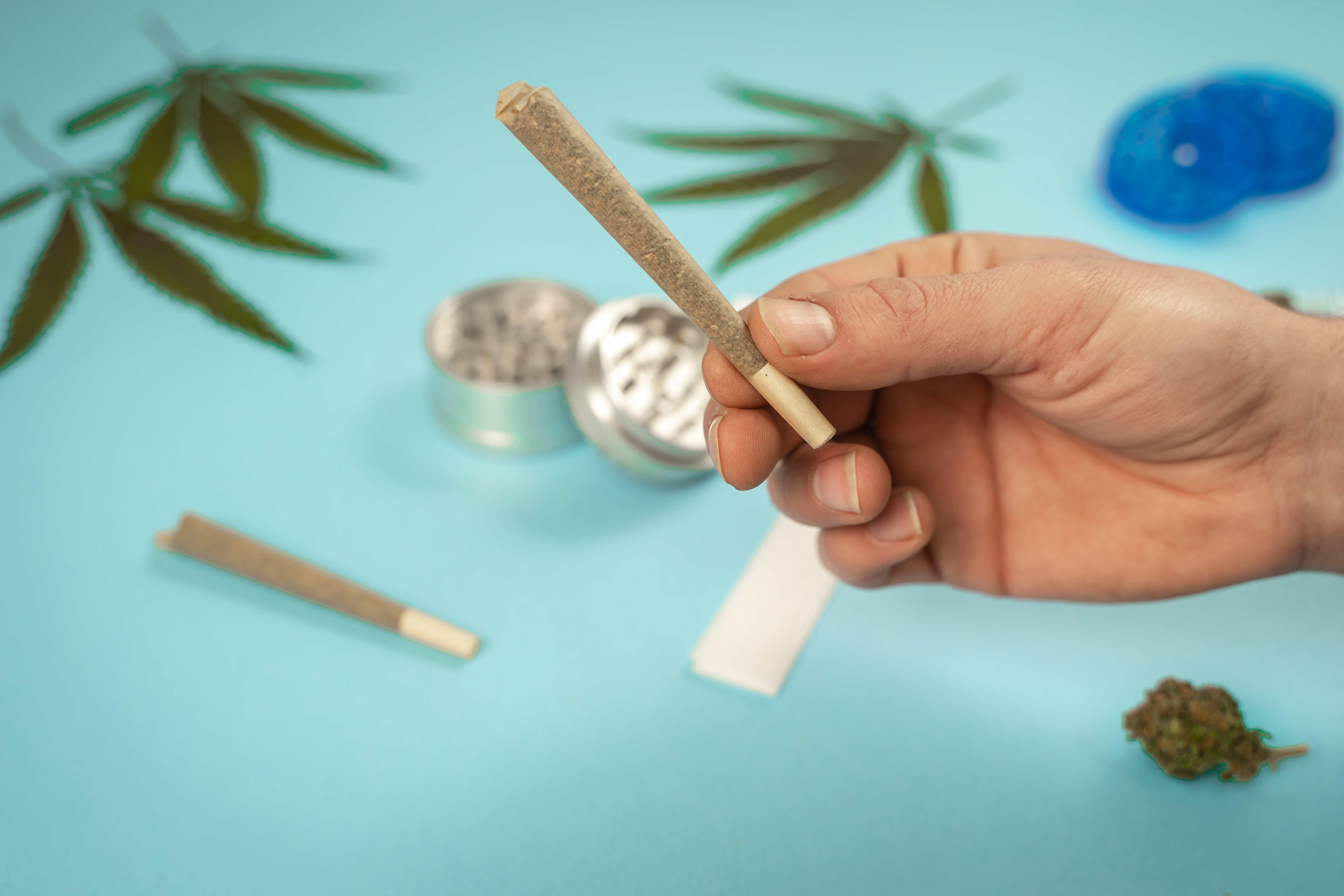 hand-with-cbd-medical-marijuana-and-hemp-leaves-on-2025-01-07-12-19-22-utc.jpg
