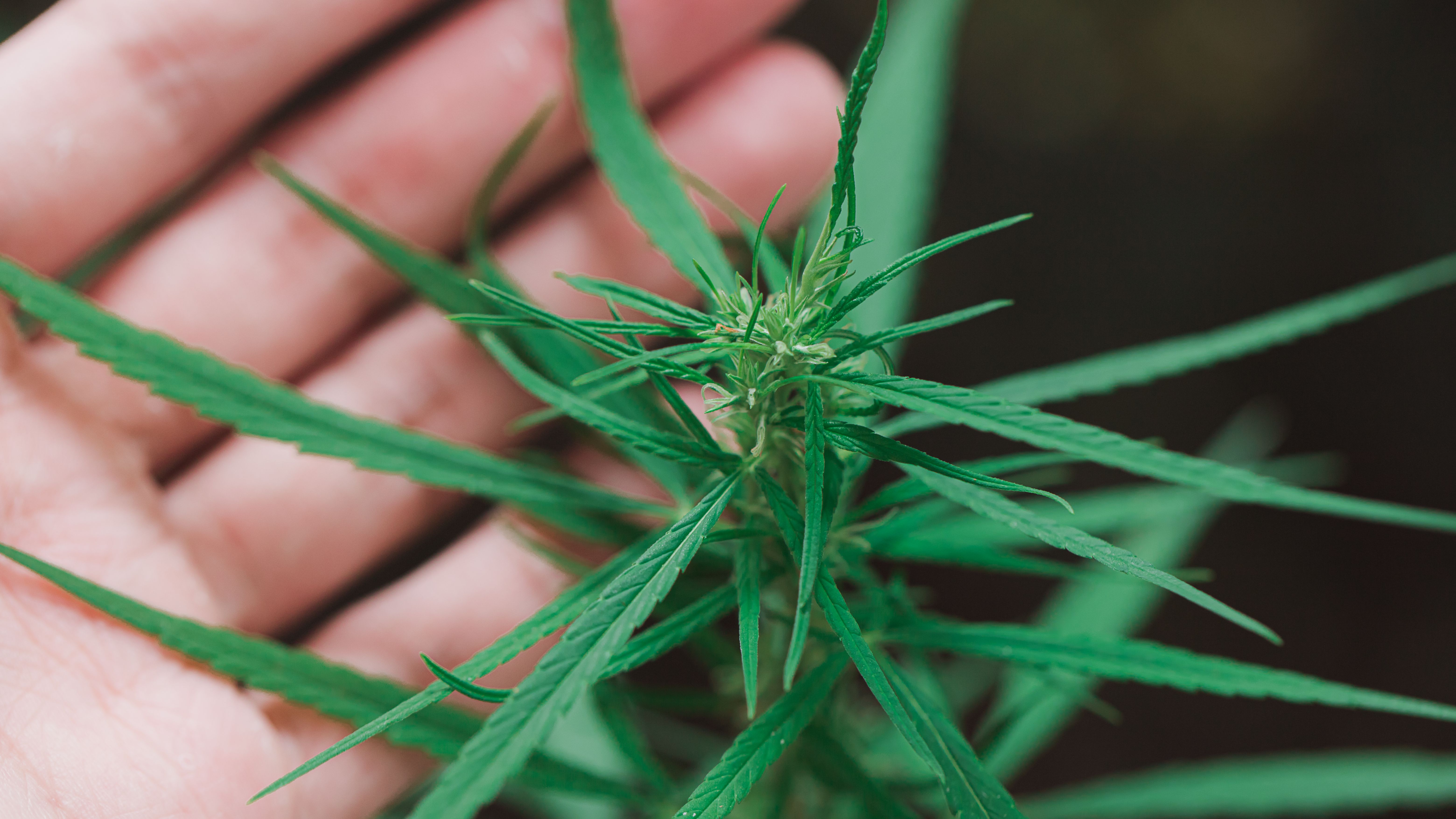 cannabis-on-a-black-background-2025-02-11-07-46-18-utc.jpg