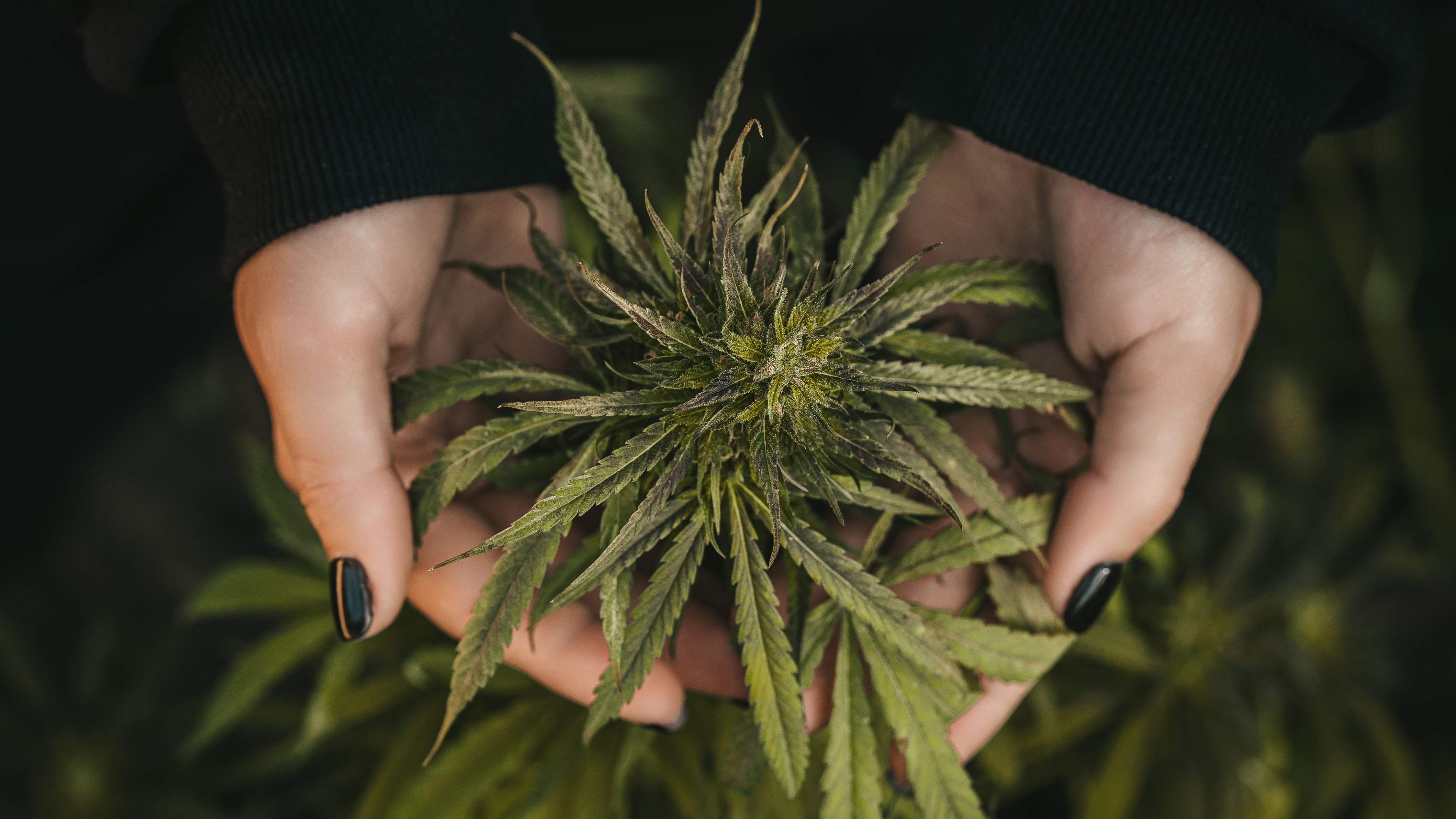 medical-marijuana-plant-in-hands-top-harvest-can-2025-01-09-01-43-45-utc.jpg