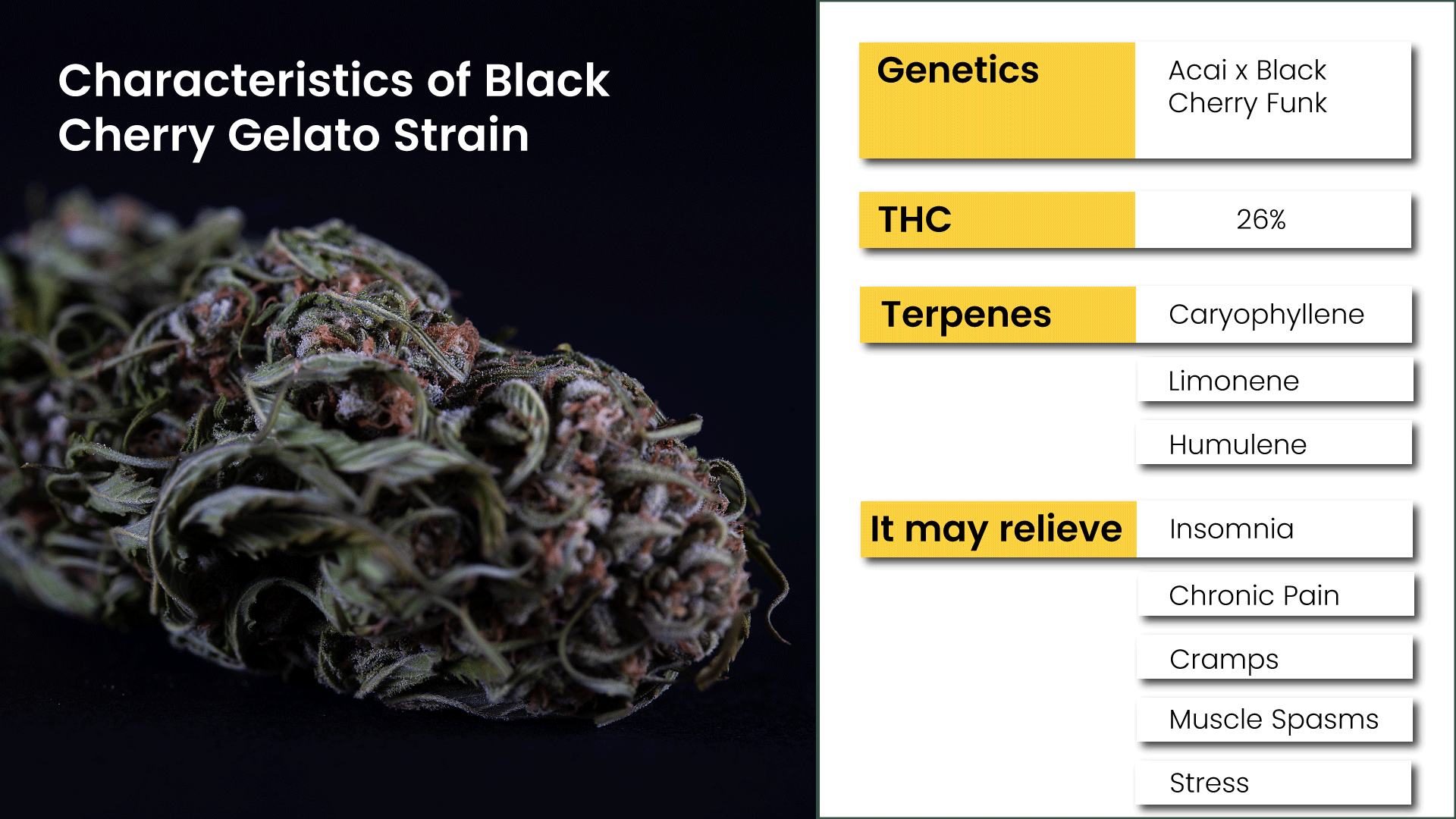 Characteristics-of-Black-Cherry-Gelato-Strain.png