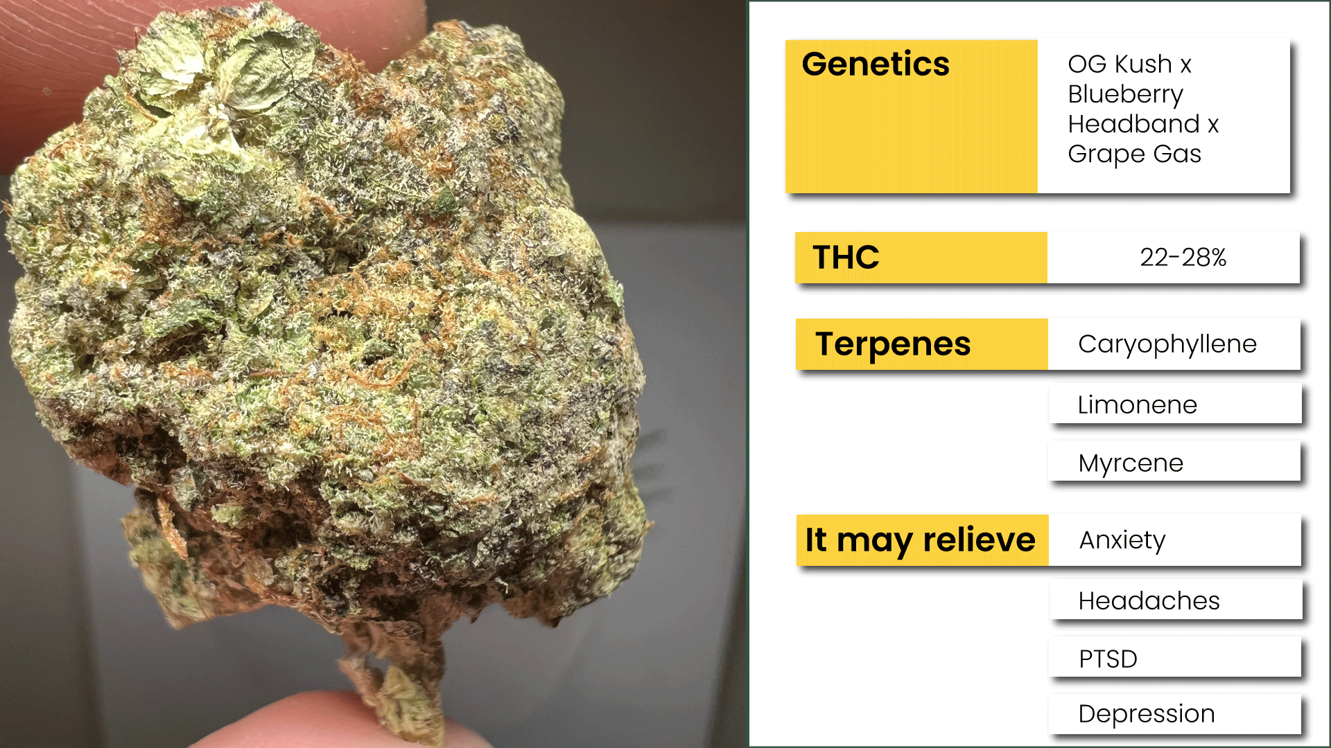 Characteristics-of-Glitter-Bomb-Weed-Strain.png