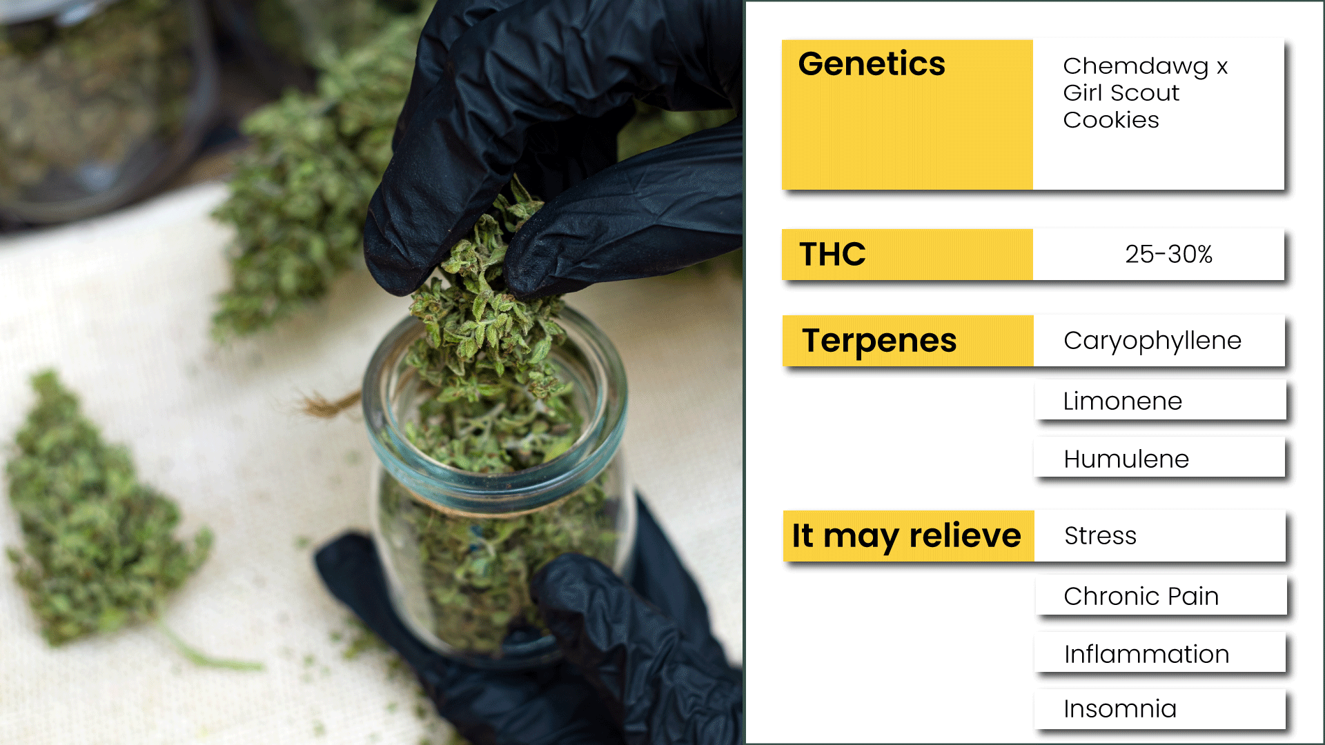 Characteristics of GMO Weed Strain.png