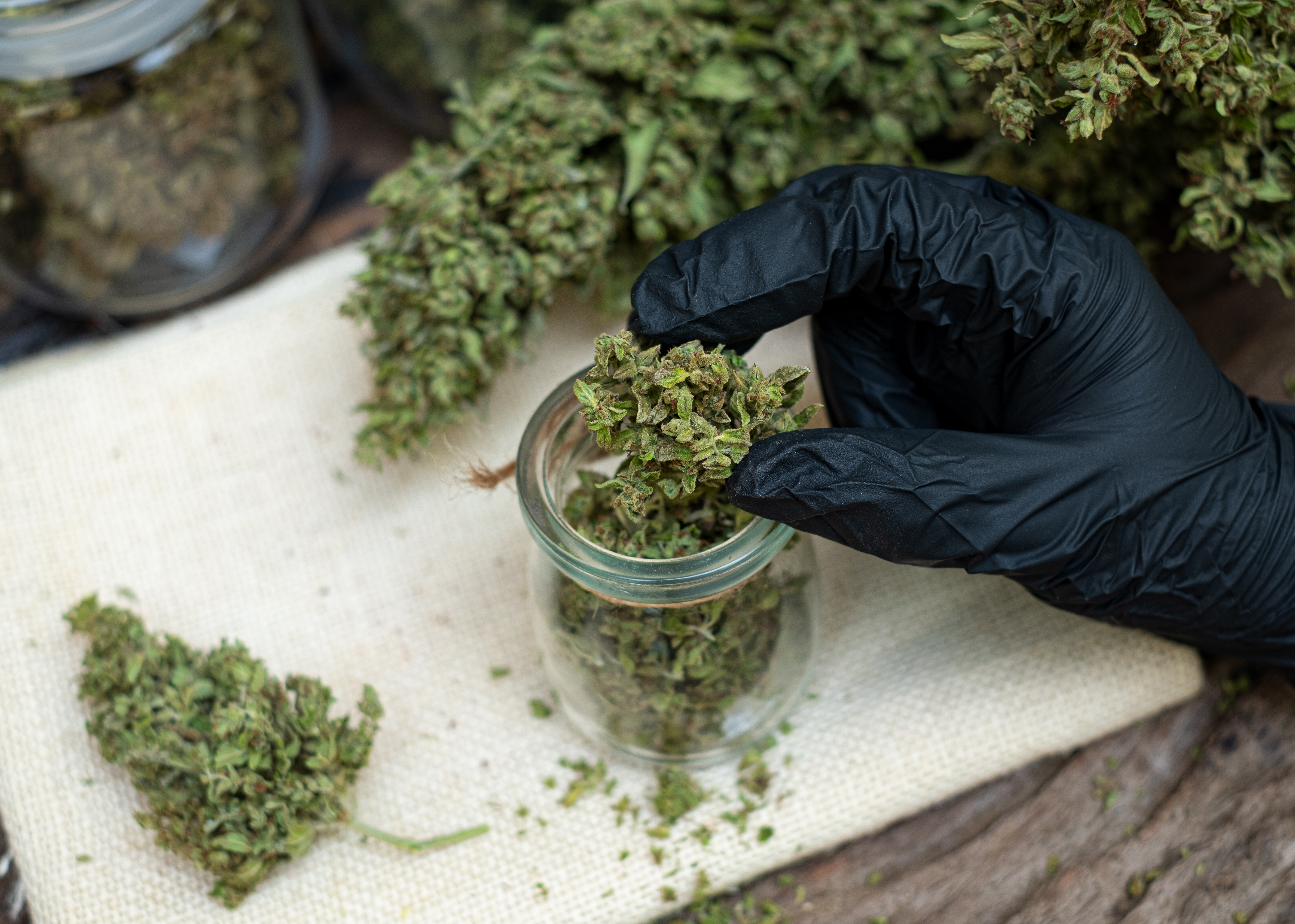a-man-hand-holding-marijuana-flowers-in-a-clear-gl-2025-02-10-08-41-13-utc.jpg