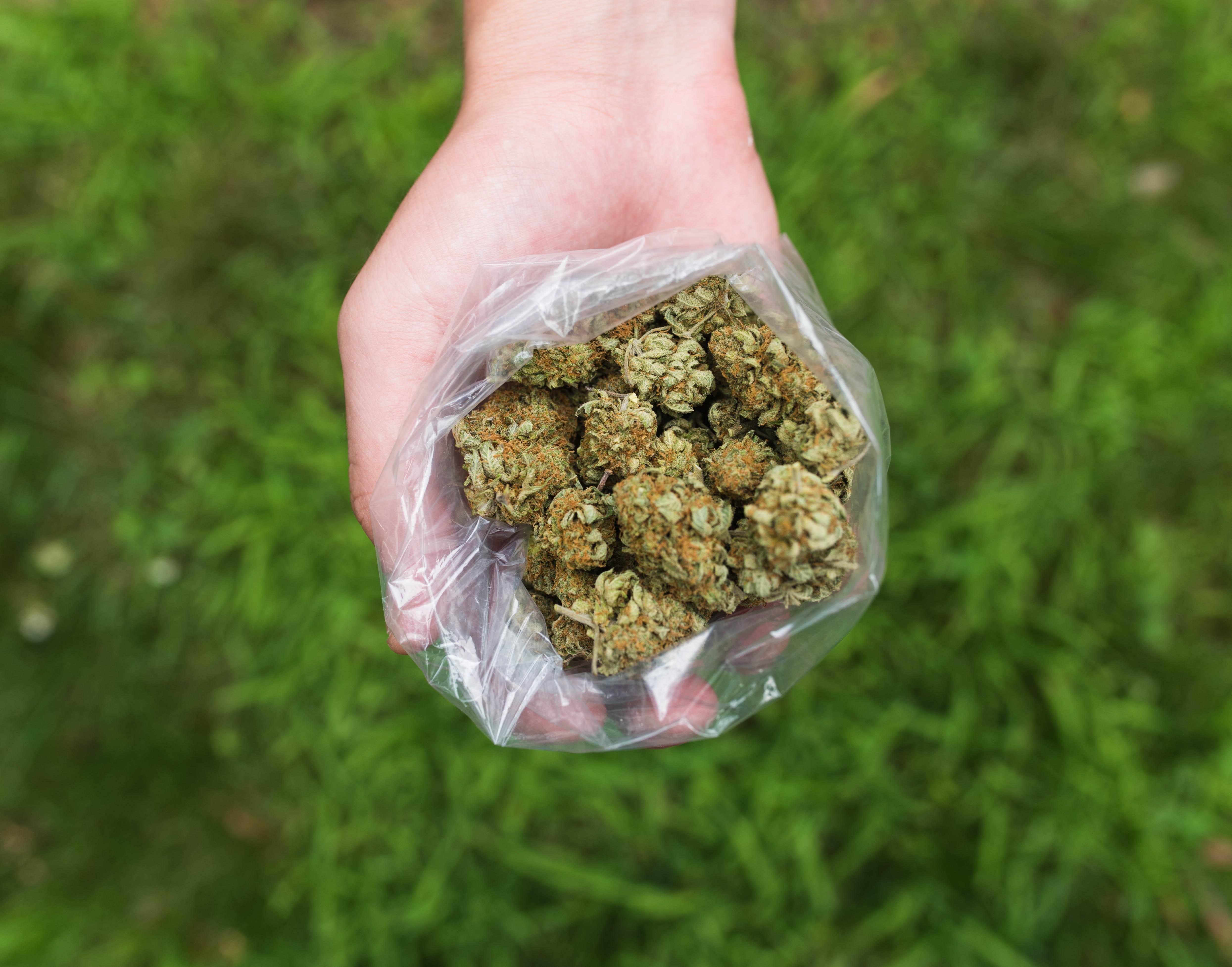 fresh-green-weed-bag-background-in-natural-setting-2024-10-15-06-41-53-utc.jpg