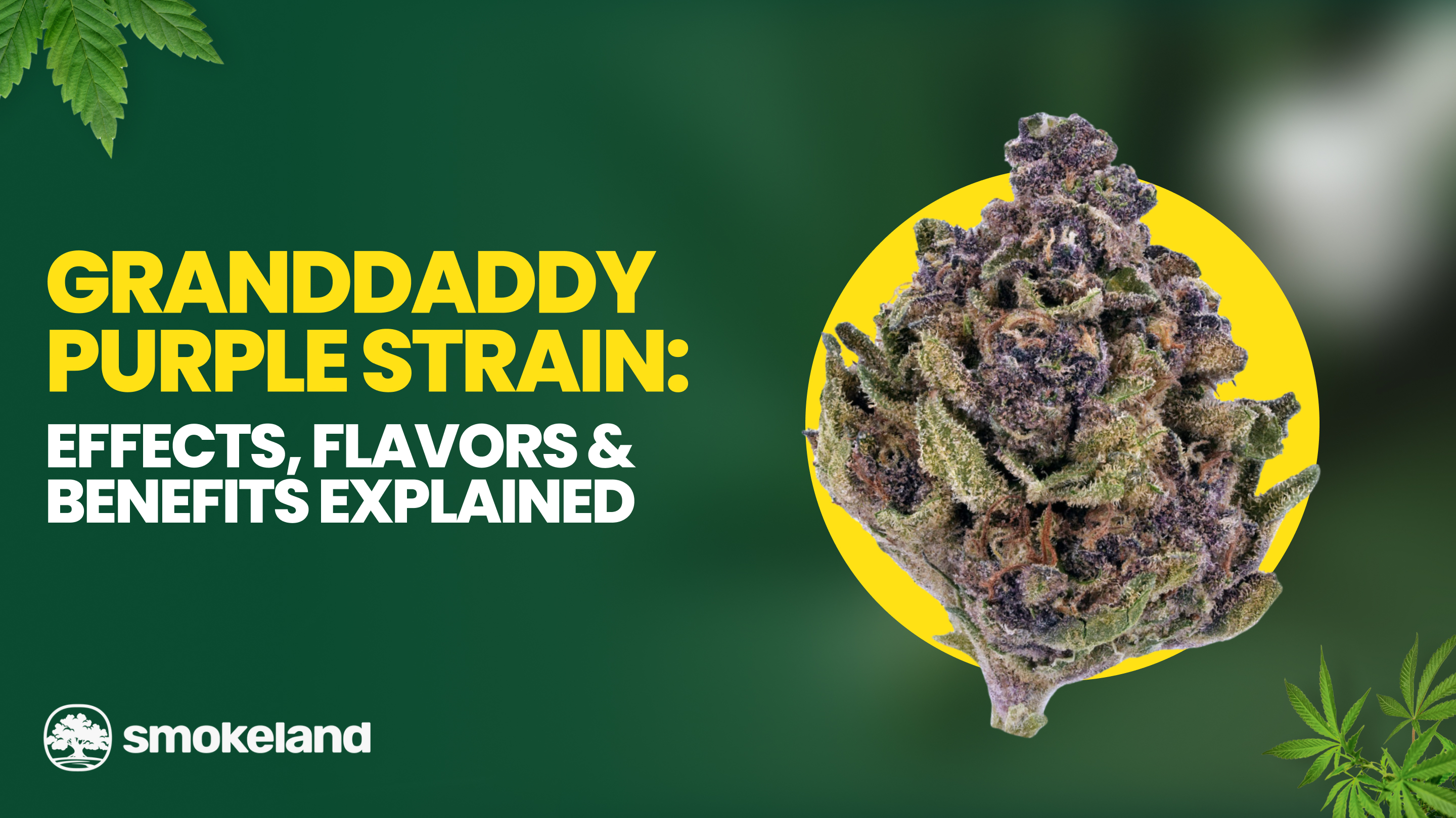 granddaddy-purple-strain-review-effects-flavors-benefits-explained