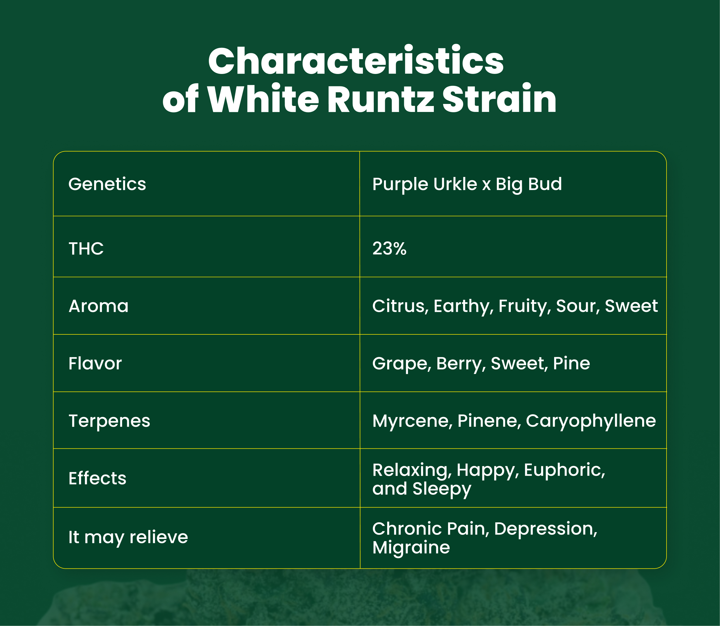 Characteristics  of White Runtz Strain.jpg