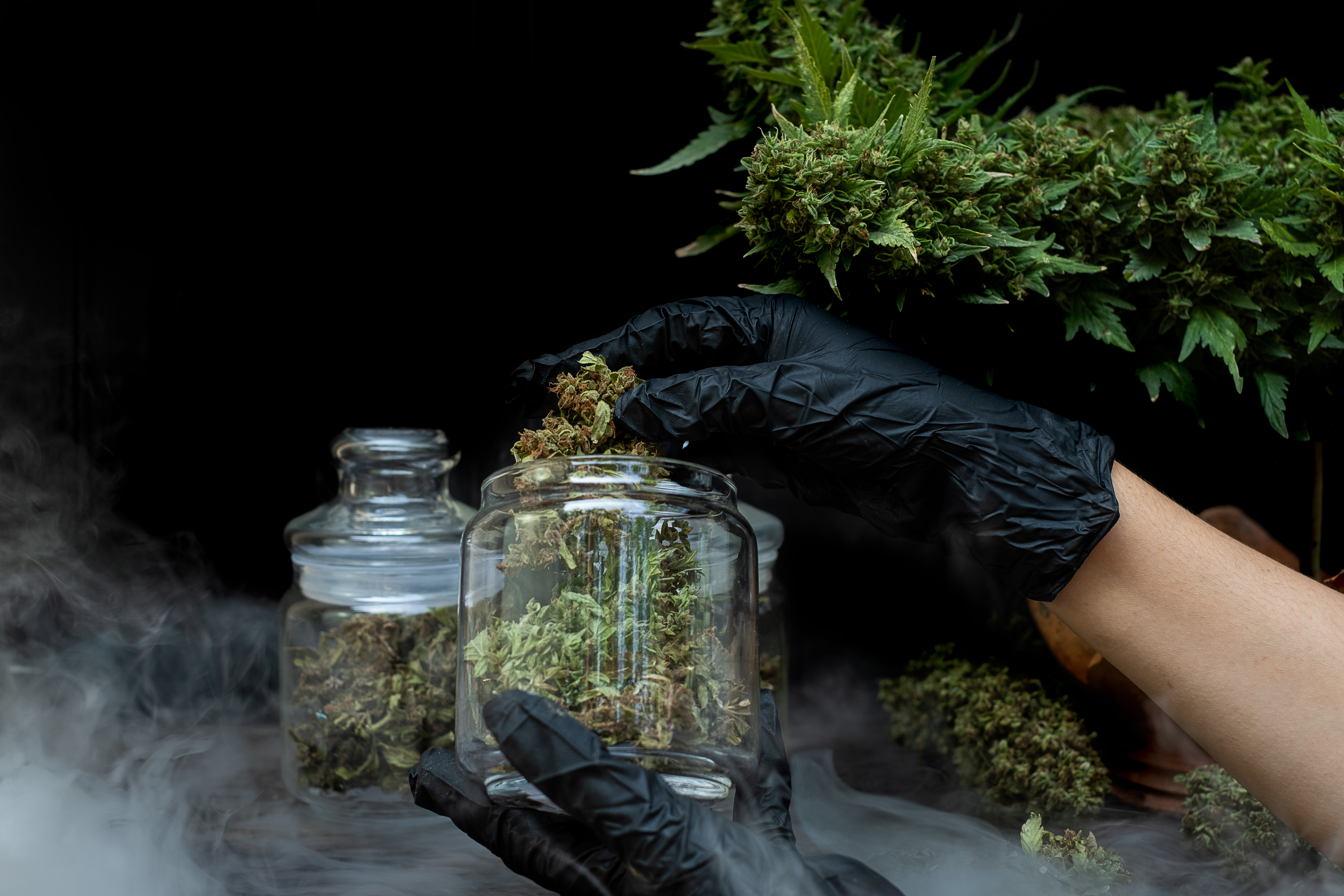 a-man-hand-holding-marijuana-flowers-in-a-clear-gl-2025-02-10-04-27-29-utc.jpg