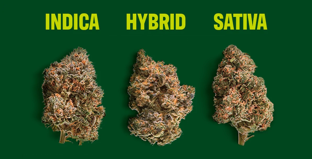 Sativa vs Indica vs Hybrid