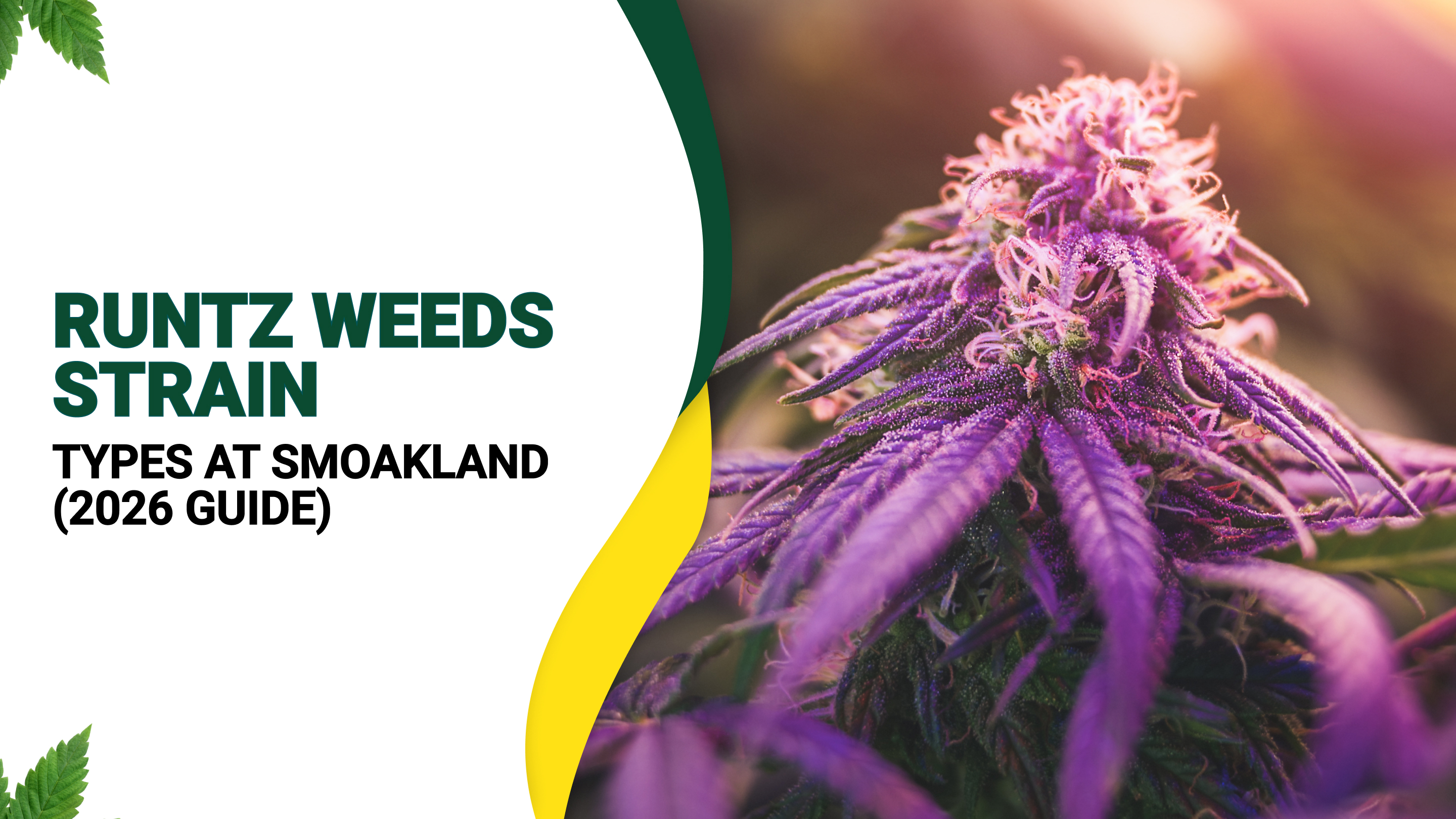 Runtz Weed Strain Guide 2026: Types, Effects & Best Picks | Smoakland