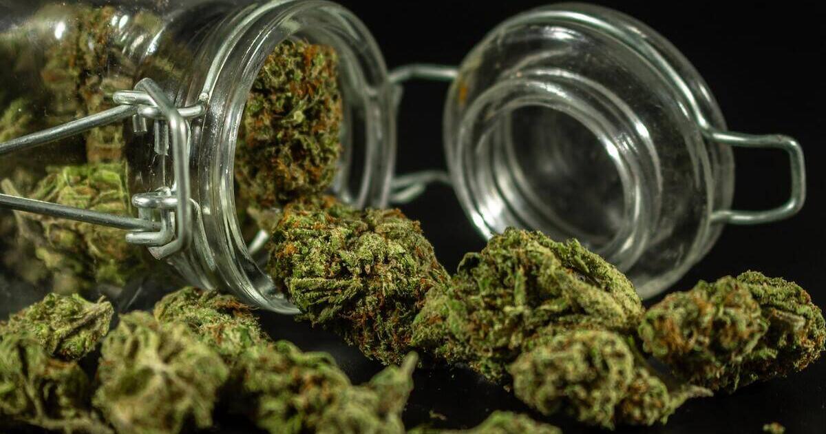 store cannabis flower.jpg