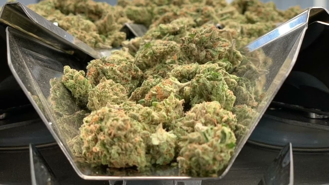 cannabis flower curing process.jpg