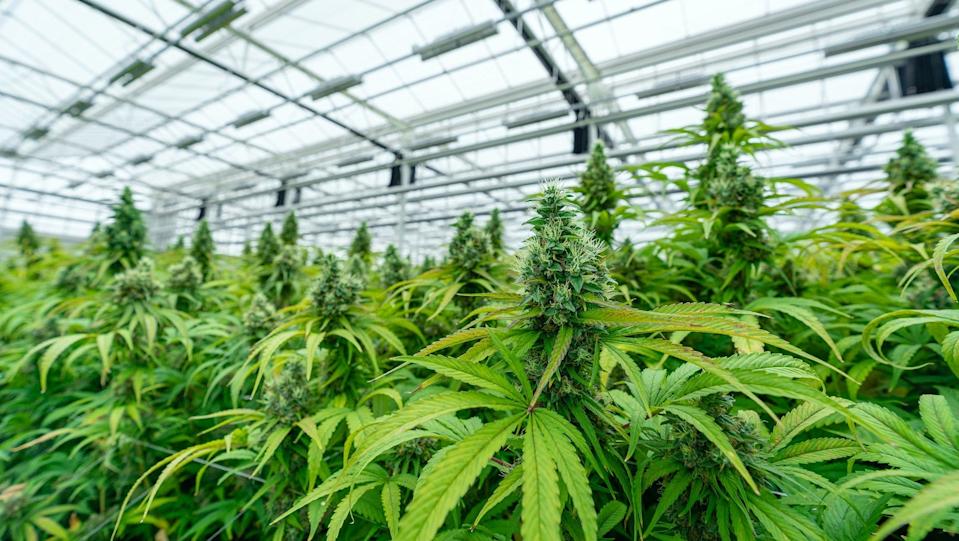 sun grown cannabis.jpg