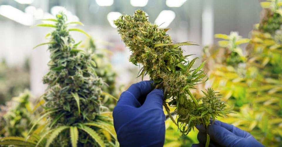 cannabis.jpg
