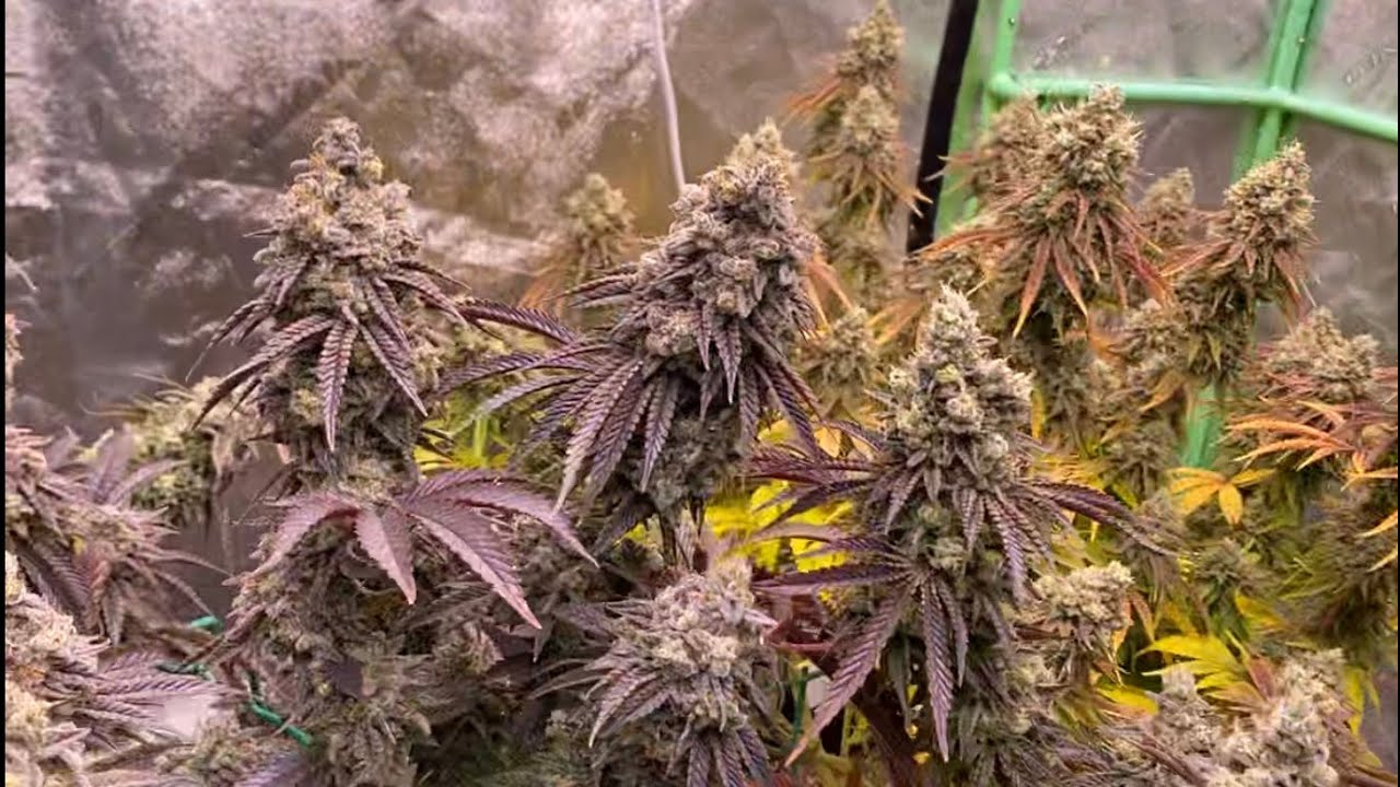 weed strain.jpg
