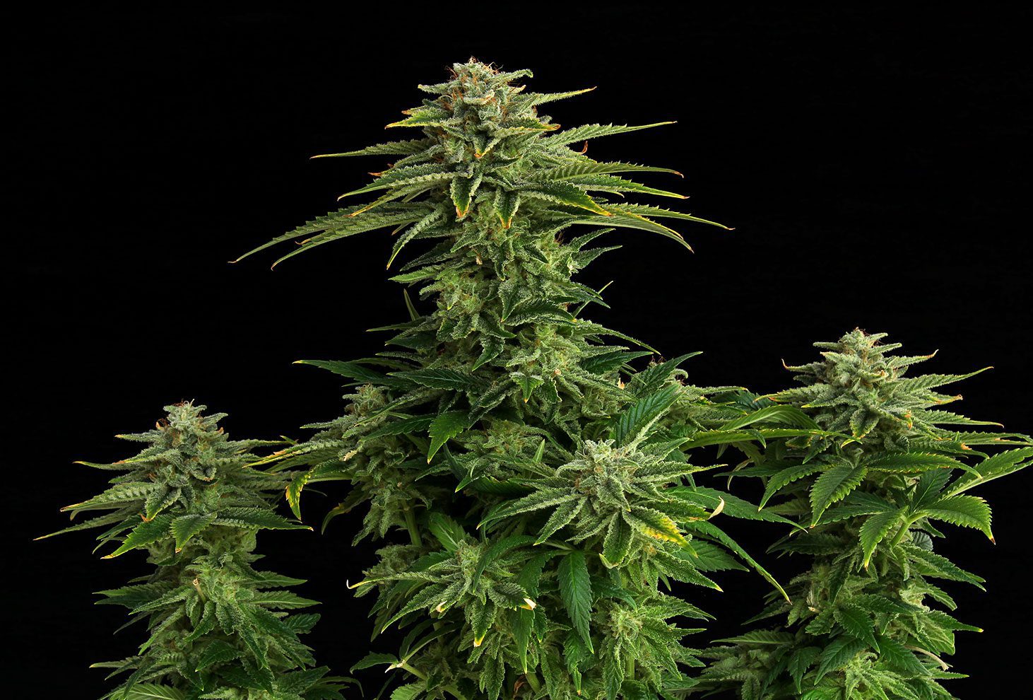 indica flower.jpg