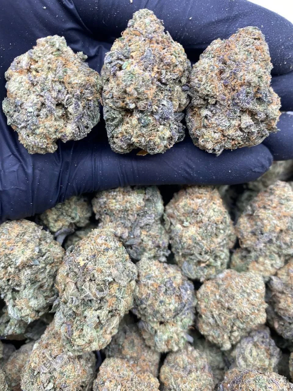 gelato strain