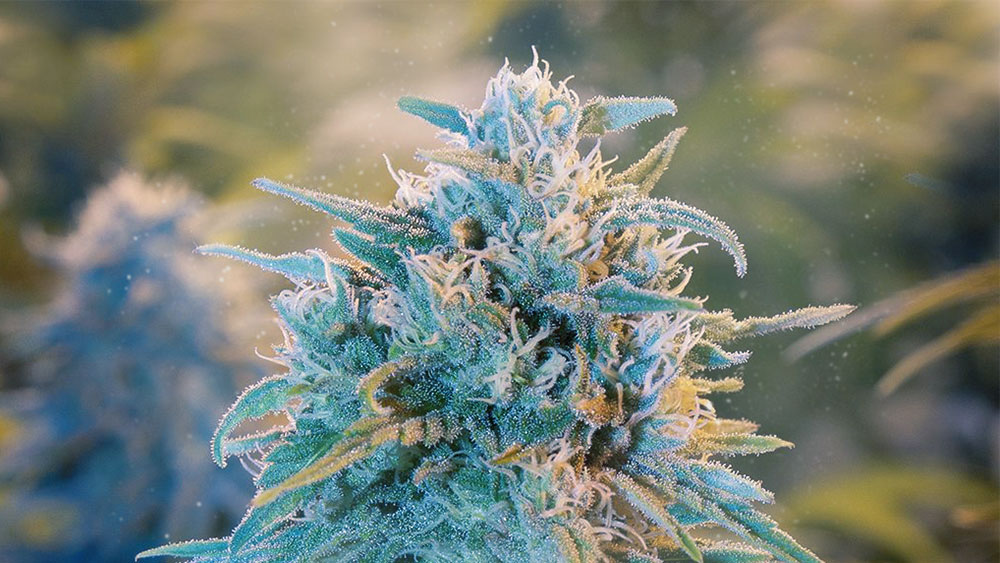 Blue dream.jpg