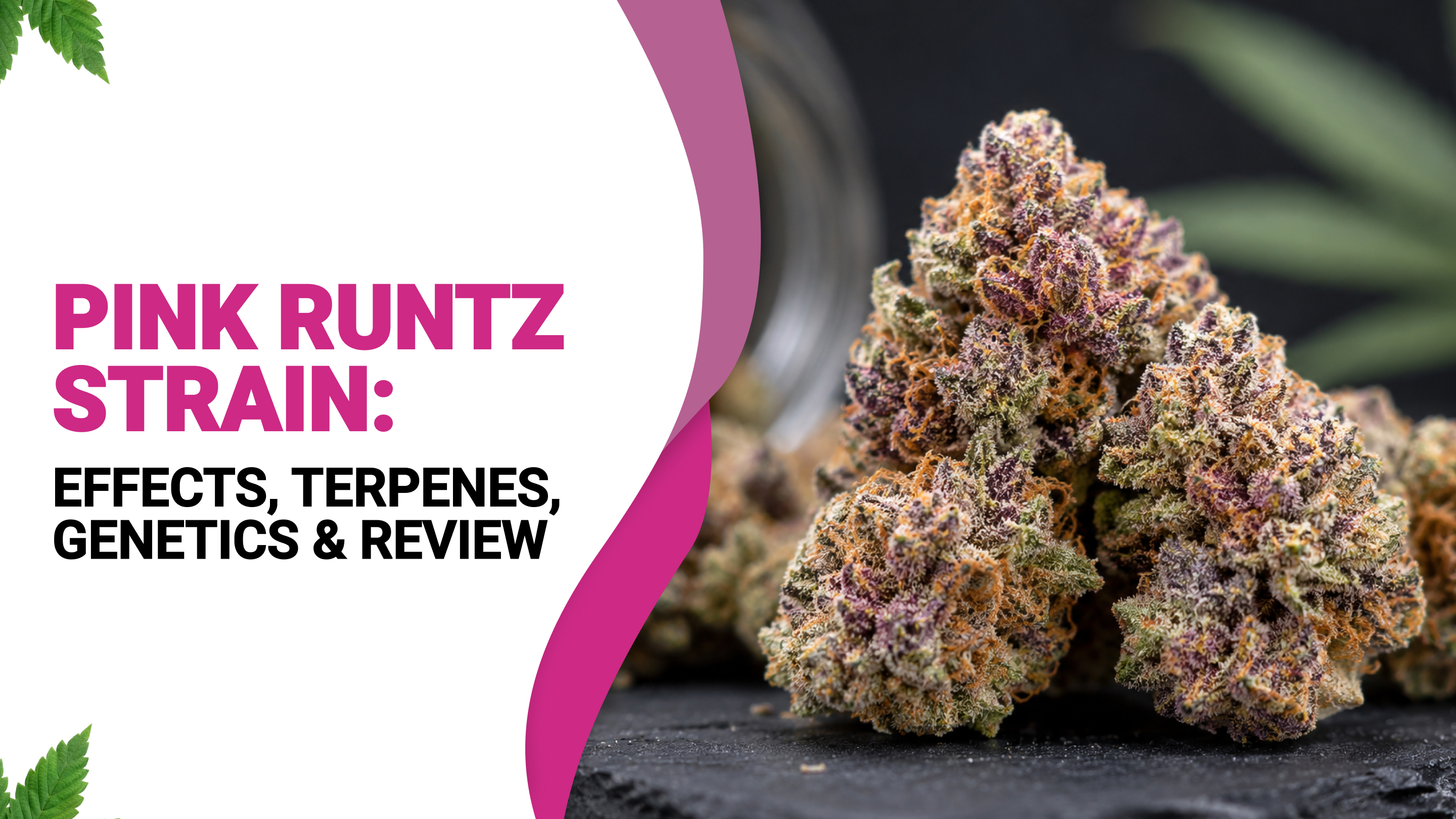 Pink Runtz Strain: Effects, Terpenes & Review | Smoakland California