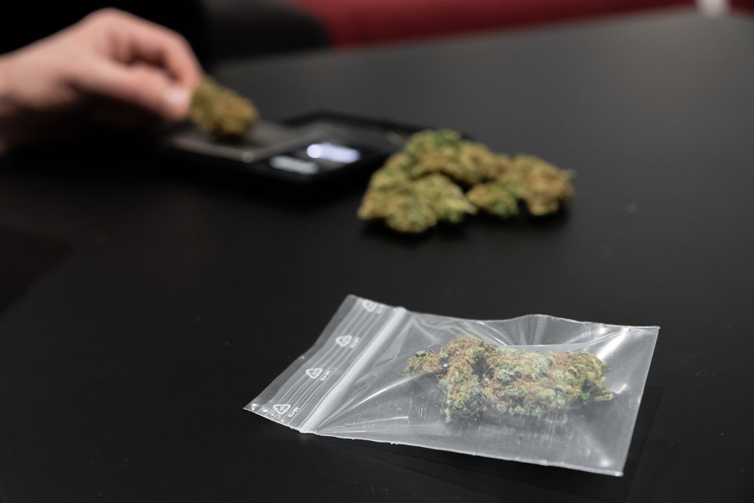 cannabis-buds-in-a-plastic-bag