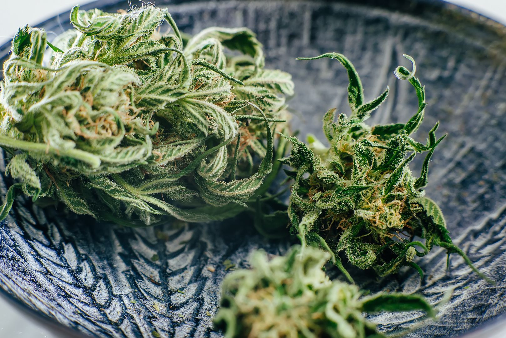 cannabis weed.jpg