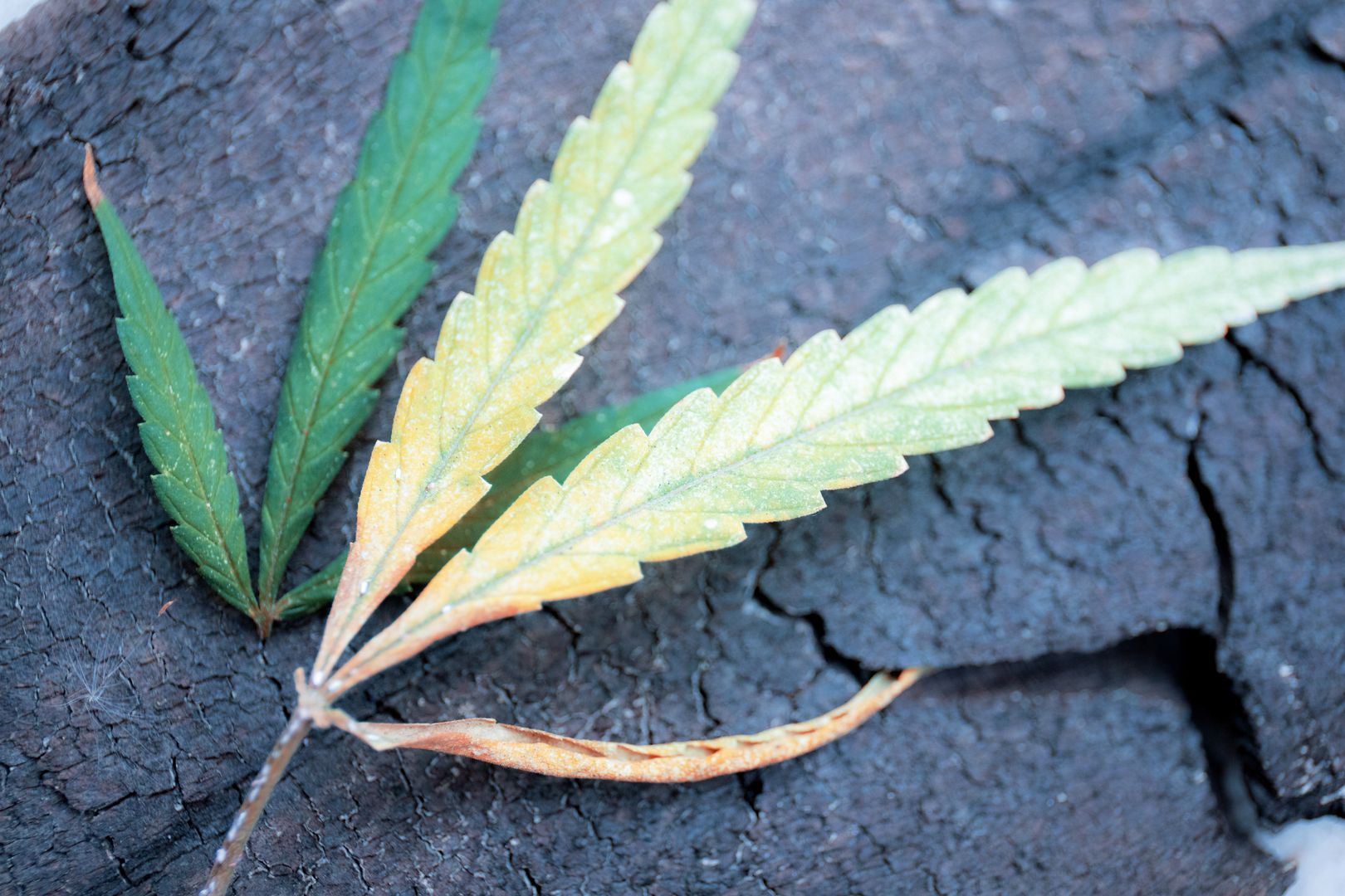 weed mold
