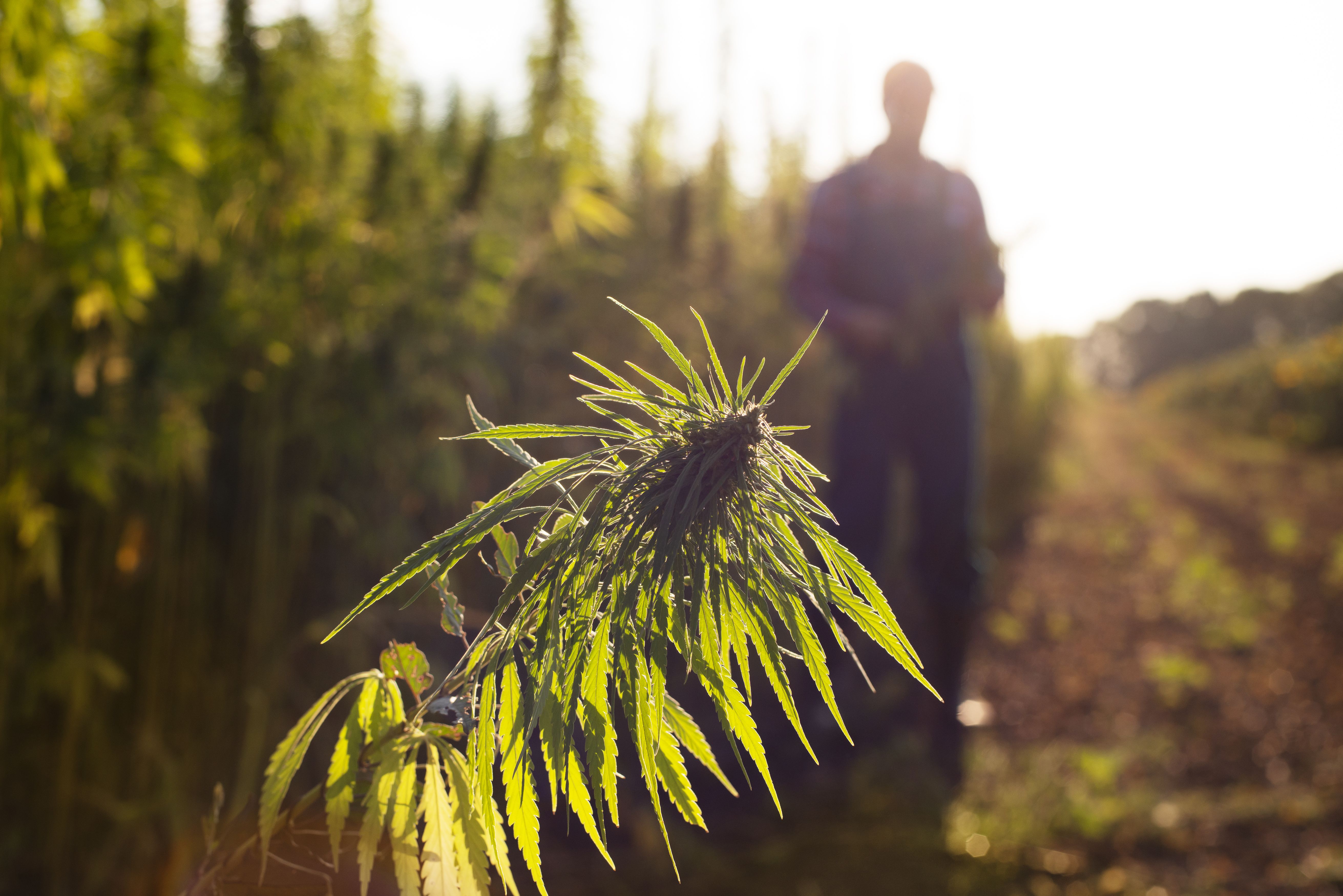 cannabis-middle-aged-male-farmer-checking-industr-2025-03-08-23-55-15-utc.jpg