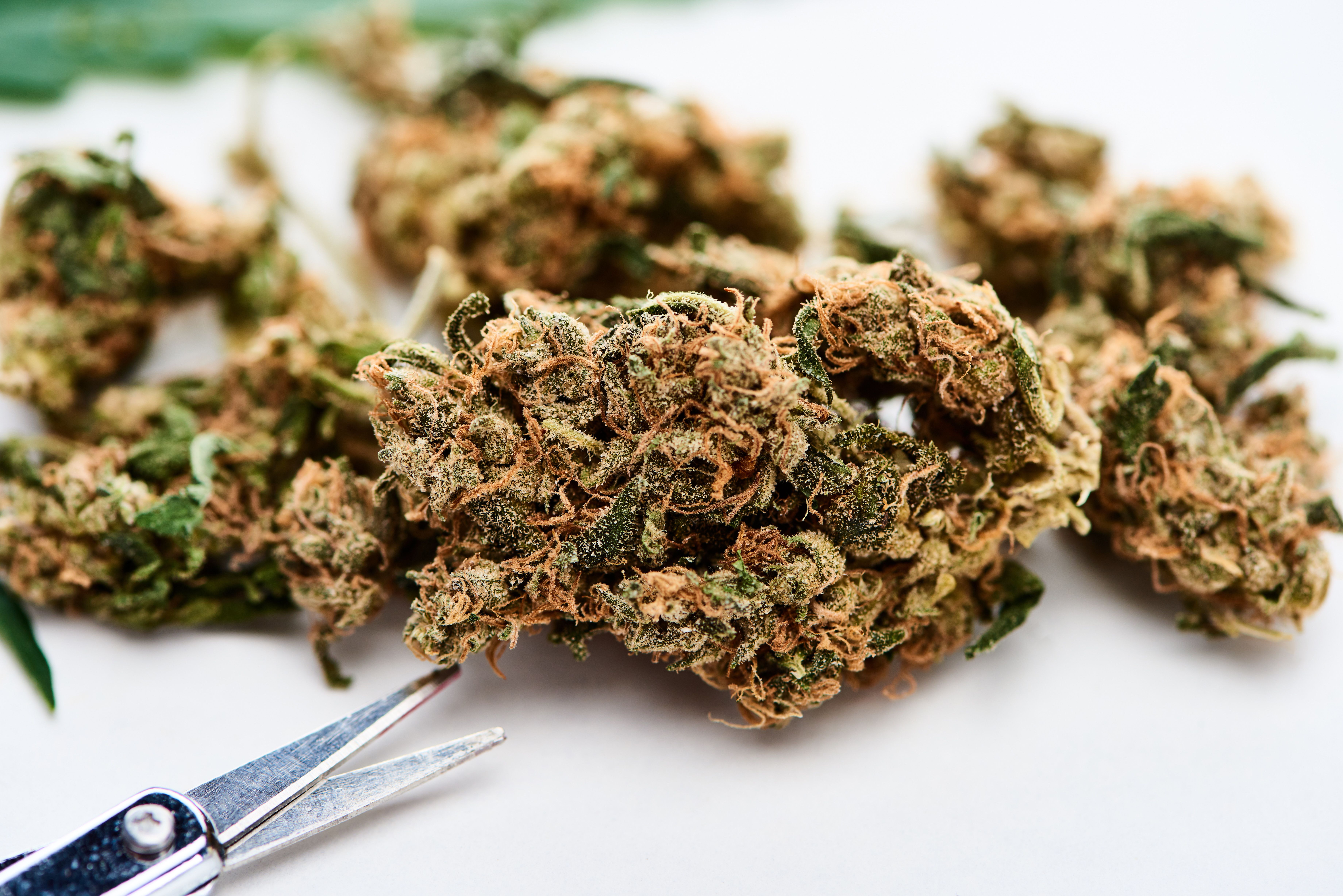 close-up-view-pf-marijuana-buds-and-scissors-on-wh-2024-11-19-00-18-13-utc.jpg