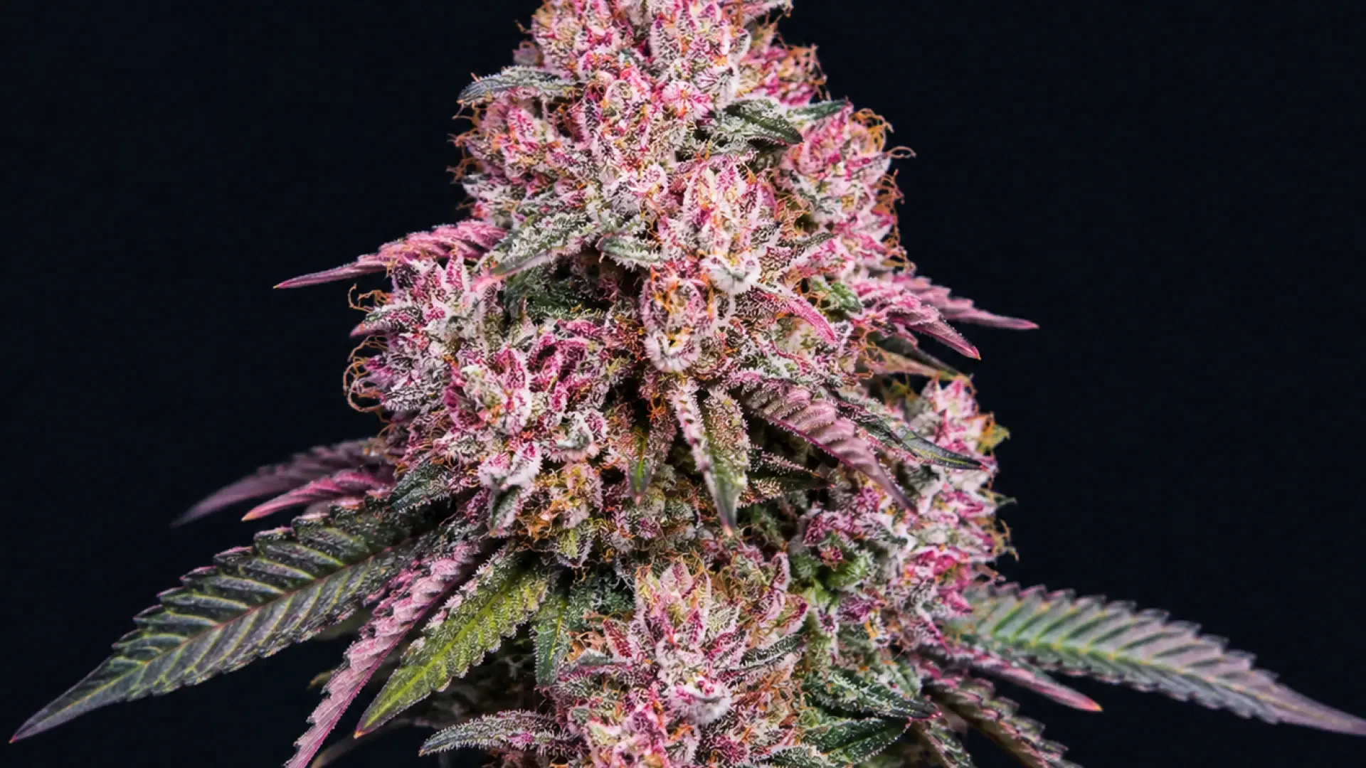 Pink Runtz Strain