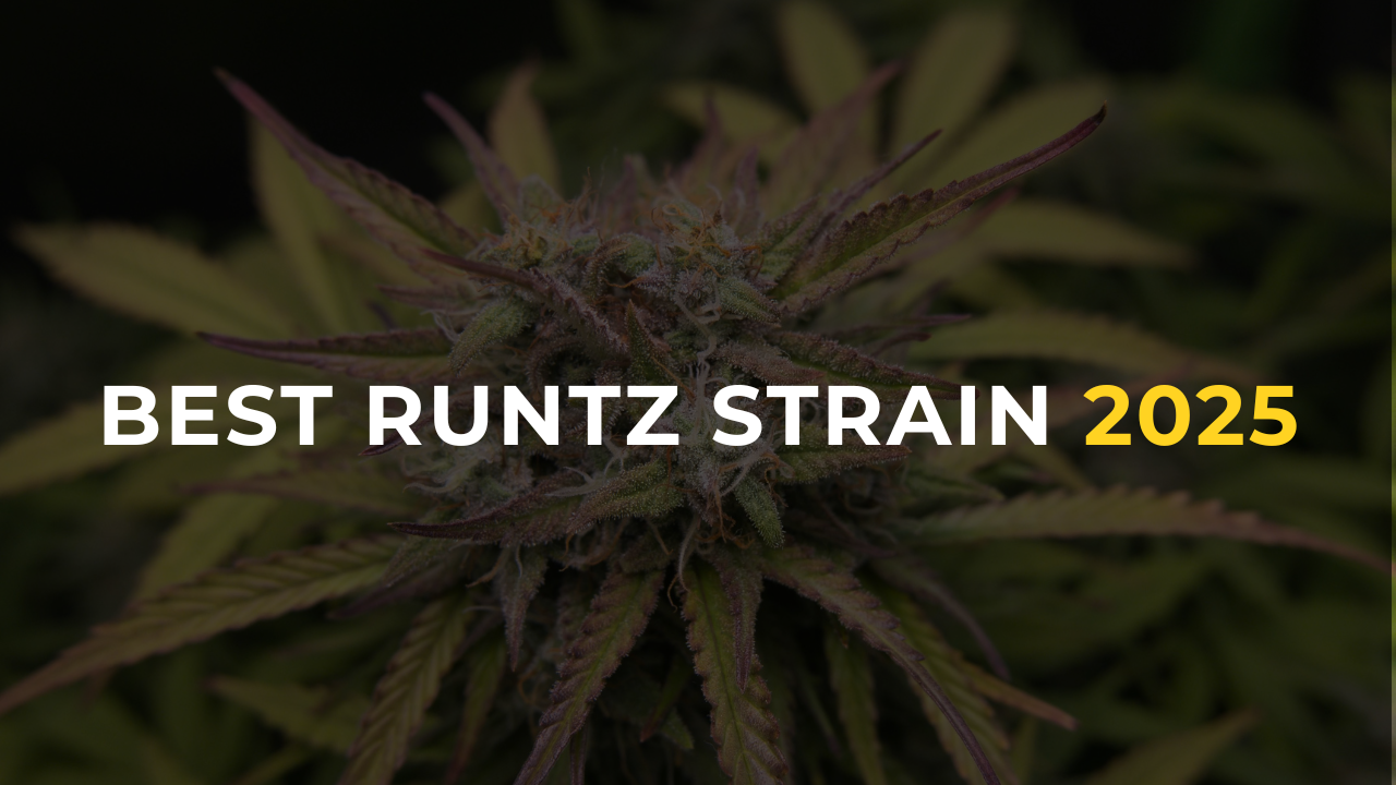  Best Runtz weed strain