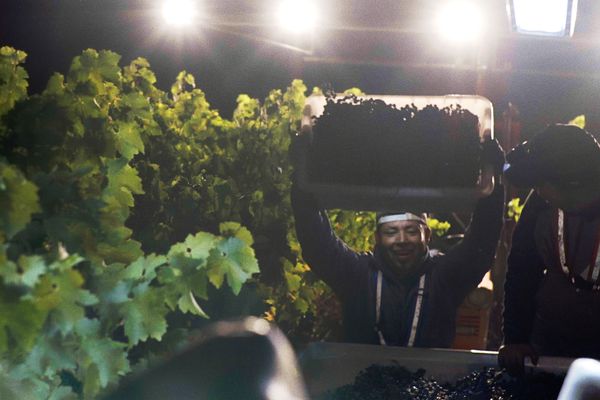 Italics Winegrowers