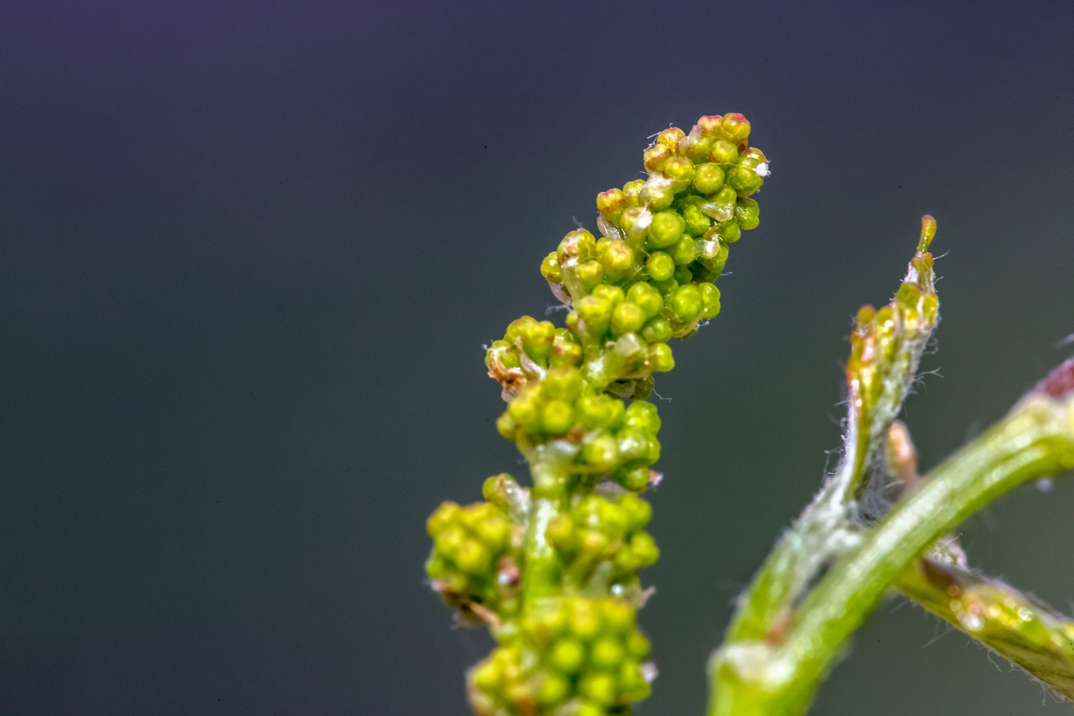 Young Grape Cluster at Alcantara Vineyards