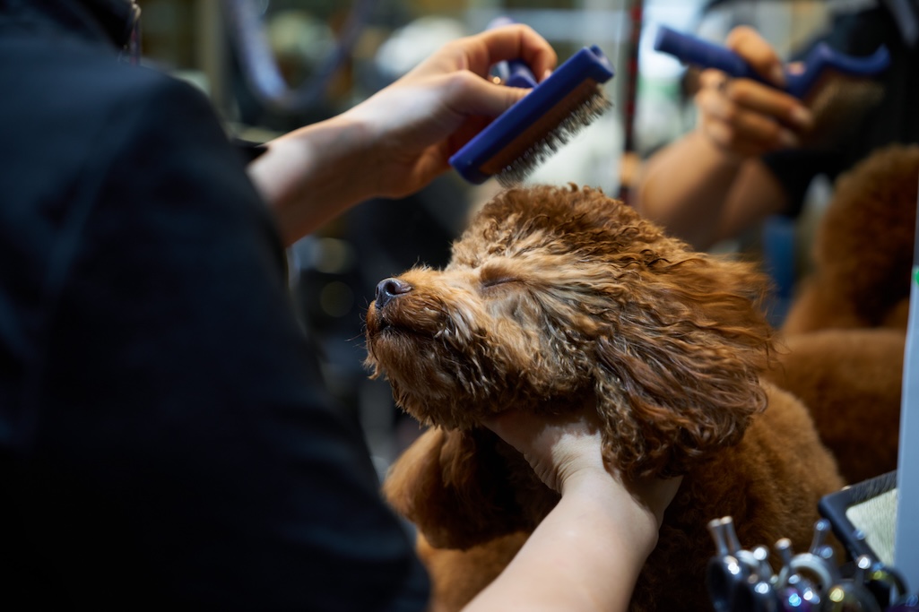 How to Start a Mobile Dog Grooming Business | Time To Pet