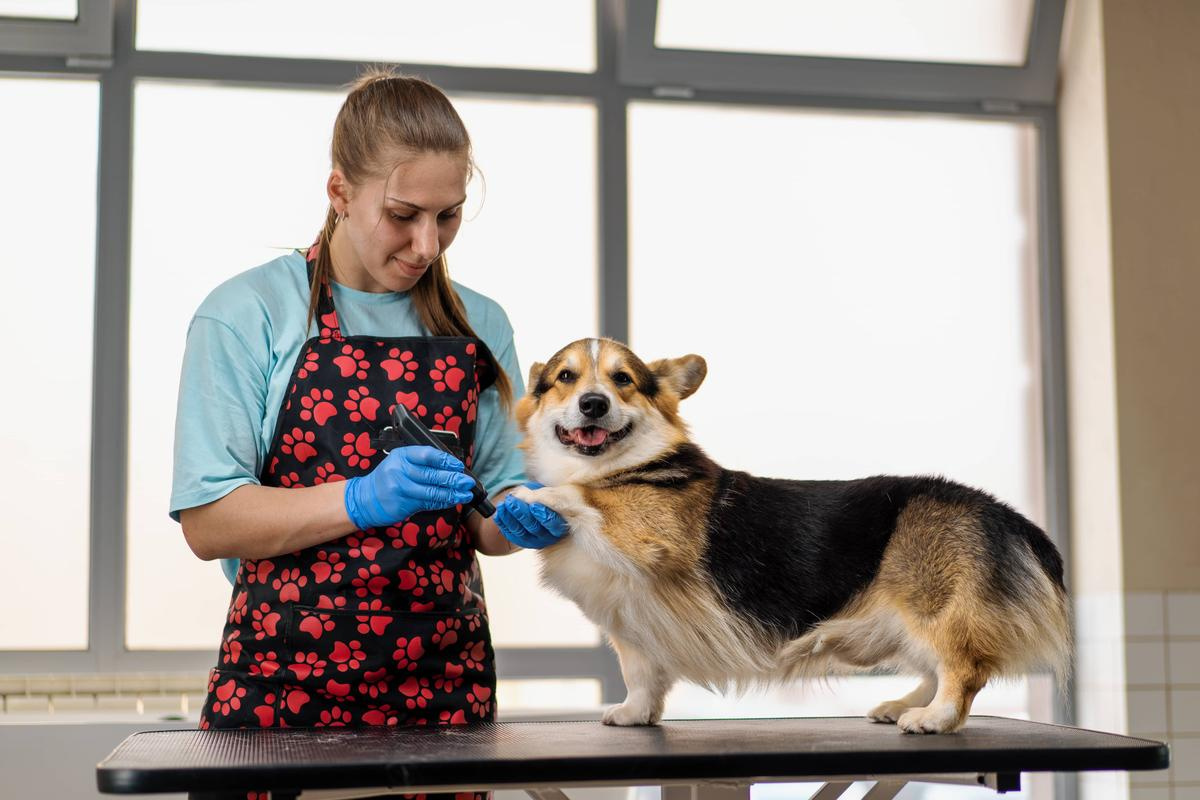 Live Stream Your Pet Grooming Consultations!