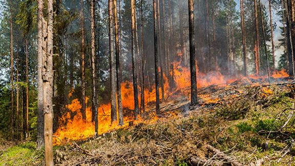 Preventing-Wildfires-Staying-Safe.jpg