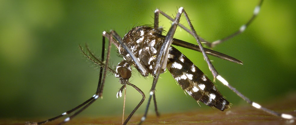 mosquito.jpg