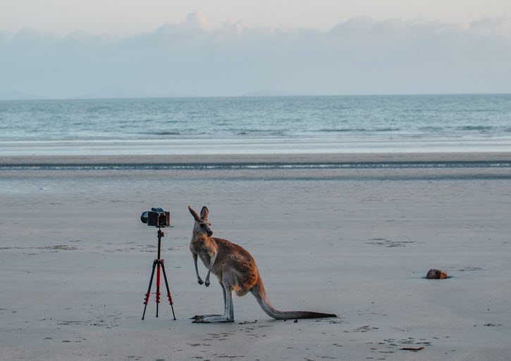 Moneypenny Page - Tax Credit Facilitation. Photo of kangaroo next to camera on tripod on beach.
